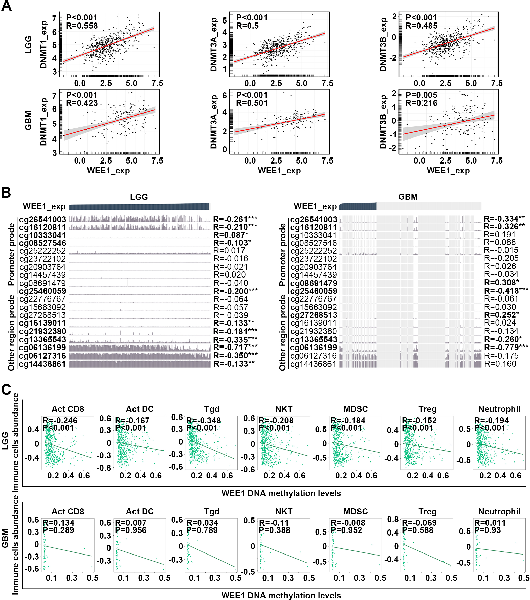 Correlation between WEE1 expression and DNA methylation. (A) Correlation analysis between the expression of WEE1 and three DNA methyltransferases in LGG and GBM from TCGA database. (B) Correlation analysis between WEE1 DNA methylation levels and WEE1 expression in LGG and GBM from TCGA database. Ten probes targeting methylation sites in the promoter region and nine probes targeting methylation sites in the gene body region were marked. (C) The correlation between WEE1 DNA methylation levels and immune cells abundance in LGG and GBM from TCGA database. *P < 0.05; **P < 0.01; ***P < 0.001. DNMT1_exp, DNMT1 expression; DNMT3A_exp, DNMT3A expression; DNMT3B_exp, DNMT3B expression; WEE1_exp, WEE1 expression.