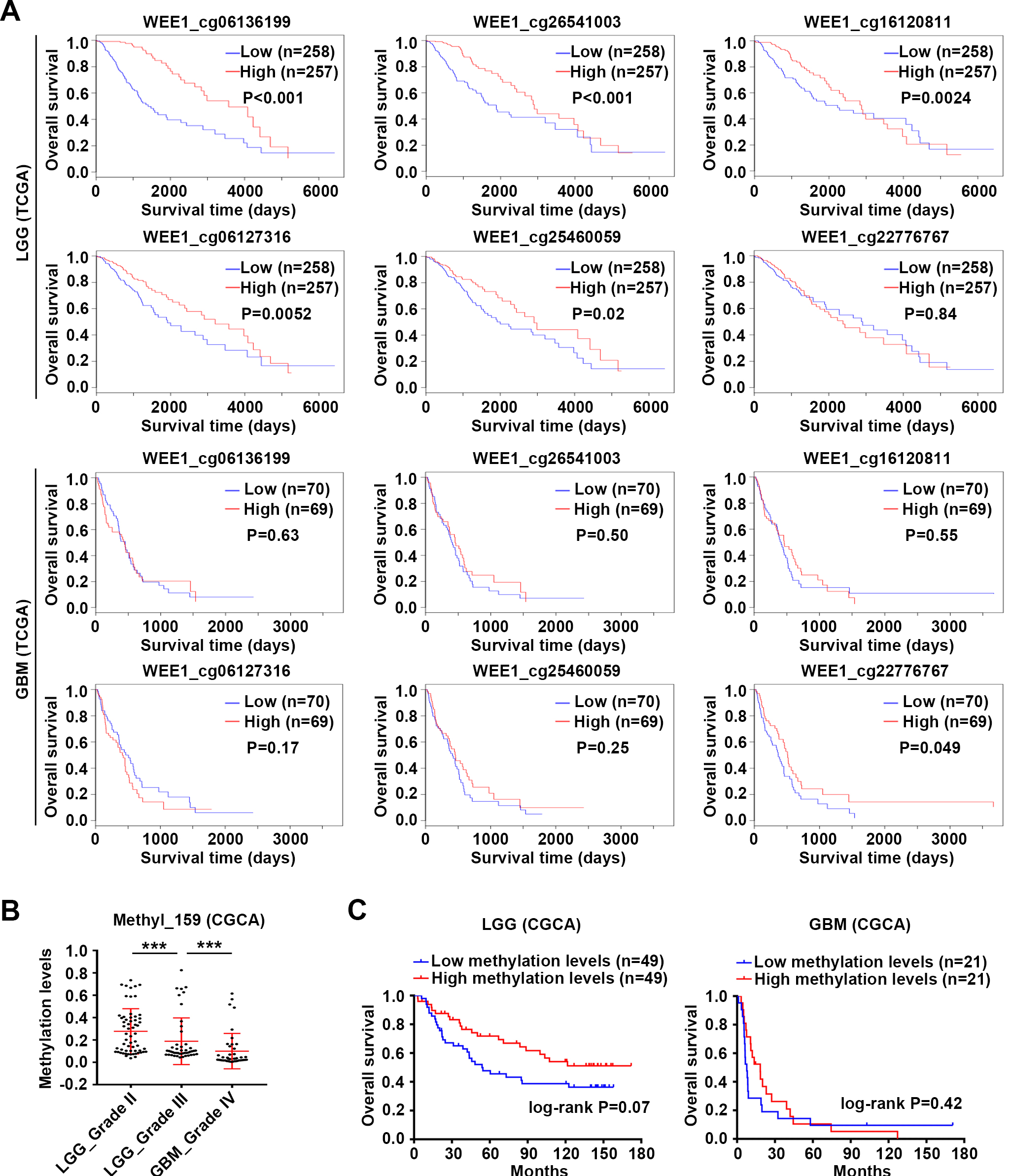 Prognosis analysis of WEE1 DNA methylation in LGG and GBM. (A) Survival curves of patients with low- and high-methylation levels of six representative WEE1 DNA methylation sites in LGG and GBM from TCGA database were determined. (B) WEE1 DNA methylation levels in LGG and GBM from Methyl_159 dataset of CGGA database. (C) Survival curves of patients with low- and high-WEE1 DNA methylation levels in LGG and GBM from Methyl_159 dataset of CGGA database. Log-rank test was conducted (A, C). Data are shown as mean ± SEM and unpaired Student’s t-test was carried out to detect significance (B). ***P < 0.001.