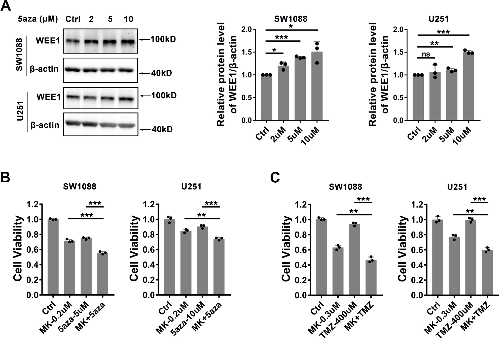 Synergistic effect of WEE1 inhibition and DNA methyltransferase inhibitor or temozolomide on glioma cells. (A) Effects of DNA methyltransferase inhibitors on WEE1 expression. SW1088 and U251 cell lines were treated with 2, 5 and 10 μM 5-Azacytidine for 48h, respectively, and then subjected to western blotting. β-actin was used as an internal control. The representation is on the left and the statistical results are on the right. (B) Synergistic effect of WEE1 inhibition and DNA methyltransferase inhibitor on glioma cells. SW1088 and U251 cells were treated with MK-1775 and 5-Azacytidine for 48h, respectively, and then subjected to CCK-8 assay. (C) Synergistic effect of WEE1 inhibition and temozolomide on glioma cells. SW1088 and U251 cells were treated with MK-1775 and temozolomide for 48h, respectively, and then subjected to CCK-8 assay. The differences between two groups were statistically evaluated by unpaired Student’s t-test. ns, no significance; *P < 0.05; **P < 0.01; ***P < 0.001. 5aza, 5-Azacytidine; MK, MK-1775.