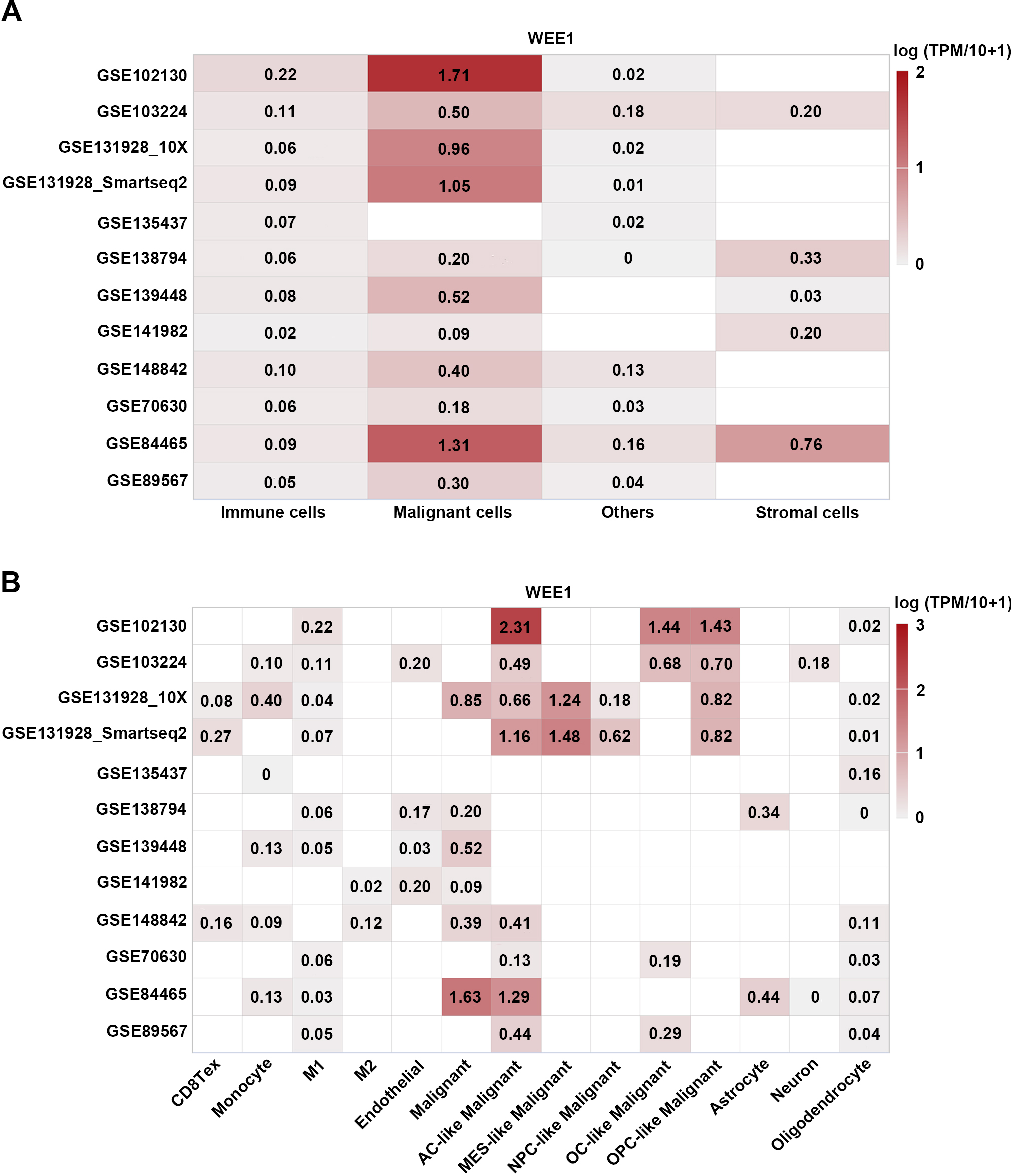 Single-cell RNA-seq analysis of WEE1 expression in gliomas. (A) Heatmap of WEE1 expression in different cell types of gliomas from twelve datasets. (B) Heatmap of WEE1 expression in various cell subtypes of gliomas from twelve datasets. The average expression level of WEE1 in each cell type was showed. CD8Tex, exhausted CD8 T Cells; M1, M1 macrophages; M2, M2 macrophages; AC-like Malignant, astrocyte-like malignant cells; MES-like Malignant, mesenchymal-like malignant cells; OC-like Malignant, oligodendrocyte-like malignant cells; NPC-like Malignant, neural-progenitor-like malignant Cells; OPC-like Malignant, oligodendrocyte-precursor-cell-like malignant cells.