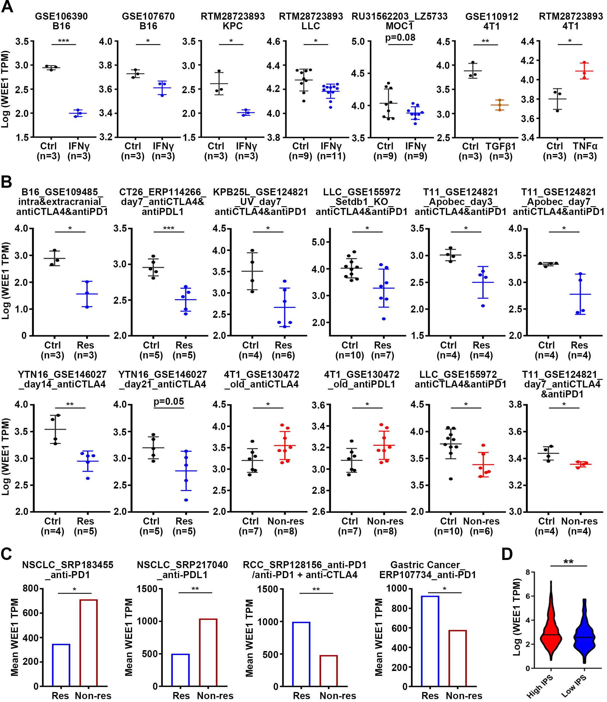 Analysis of predictive value of WEE1 in immunotherapy response. (A) Analysis of WEE1 expression in mouse tumor cell lines before and after treatment with cytokines in vitro. (B) Analysis of WEE1 expression in the response group or non-response group after ICB treatment in mouse tumors. (C) Analysis of WEE1 expression in tumors of the response or non-response patients after ICB therapy. (D) Distribution of WEE1 expression in high- or low- immunophenoscore (IPS) group. Violin plot representation of WEE1 expression in high- or low- immunophenoscore (IPS) groups in TCGA-LGG cohort. Data are shown as mean ± SEM. The differences between two groups were statistically evaluated by unpaired Student’s t-test. P*< 0.05, **P < 0.01, ***P < 0.001. Abbreviations: Ctrl, baseline; Res, response. Non-res, non-response.