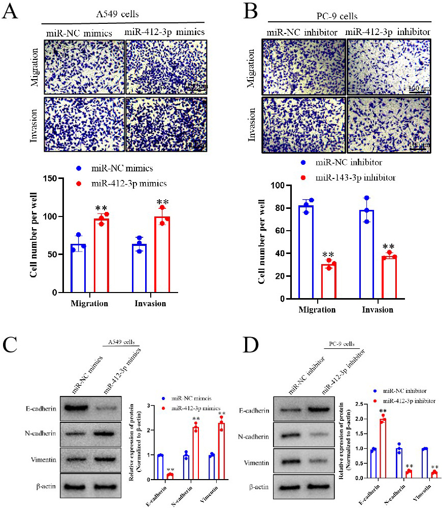 The effect of miR-412-3p on the migration and invasion ability and related proteins in lung cancer cells. (A, B) Transwell assay was used to detect the effect of overexpression of miR-412-3p on the migration and invasion ability of lung cancer A549 cells (A) and PC-9 cells (B); (C, D) The effect of miR-412-3p on the expression of migration and invasion related proteins in lung cancer A549 cells (C) and PC-9 cells (D). *P< 0.05 and ** P< 0.01, compared to the control group. All the results are representative of three independent experiments.