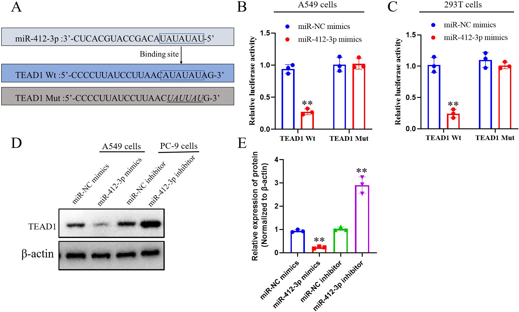 The effect of miR-412-3p on downstream target gene transcriptional enhancer associated domain proteins in lung cancer cells. (A) Design luciferase reporter gene vectors for wild-type (TEAD1 Wt) and mutant (TEAD1 Mut), and analyze the binding sites of miR-412-3p to TEAD1; (B, C) Detection of cell luciferase activity of miR-412-3p binding to TEAD1 using luciferase reporter gene in A549 and 293T cells; (D) Western blot was used to detect the effects of miR-412-3p mimics and miR-412-3p inhibitor transfection on the expression of TEAD1 in lung cancer cells; (E) Statistical analysis of the expression level of TEAD1 protein in Figure D. *P< 0.05 and **P< 0.01, compared to the control group. All the results are representative of three independent experiments.