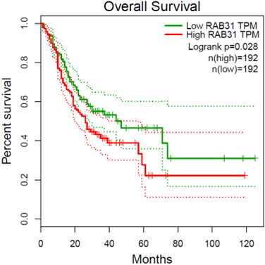 Survival analysis of the RAB31 gene in TCGA gastric cancer dataset. The patients were classified into RAB31-high and RAB31-low groups according to with median tpm of RAB31 across samples.