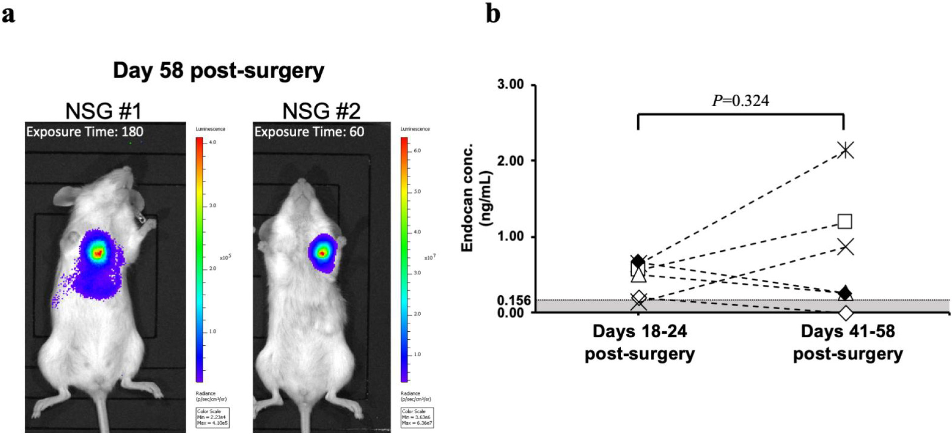 Effect of breast cancer recurrence on blood endocan levels of NSG mice (N= 6). a, Representative bioluminescence images of NSG mice on day 58 after the surgery. Exposure time = 180 or 60 s. b, Changes in blood endocan levels of NSG mice bearing recurrent breast tumors. The shaded area indicates endocan concentration below the detection limit (0.156 ng/mL). Each point represents the endocan concentration in an individual mouse. The statistical difference in blood endocan levels of breast cancer patients before and after the surgery was analyzed using a Wilcoxon matched-pairs signed-rank test.