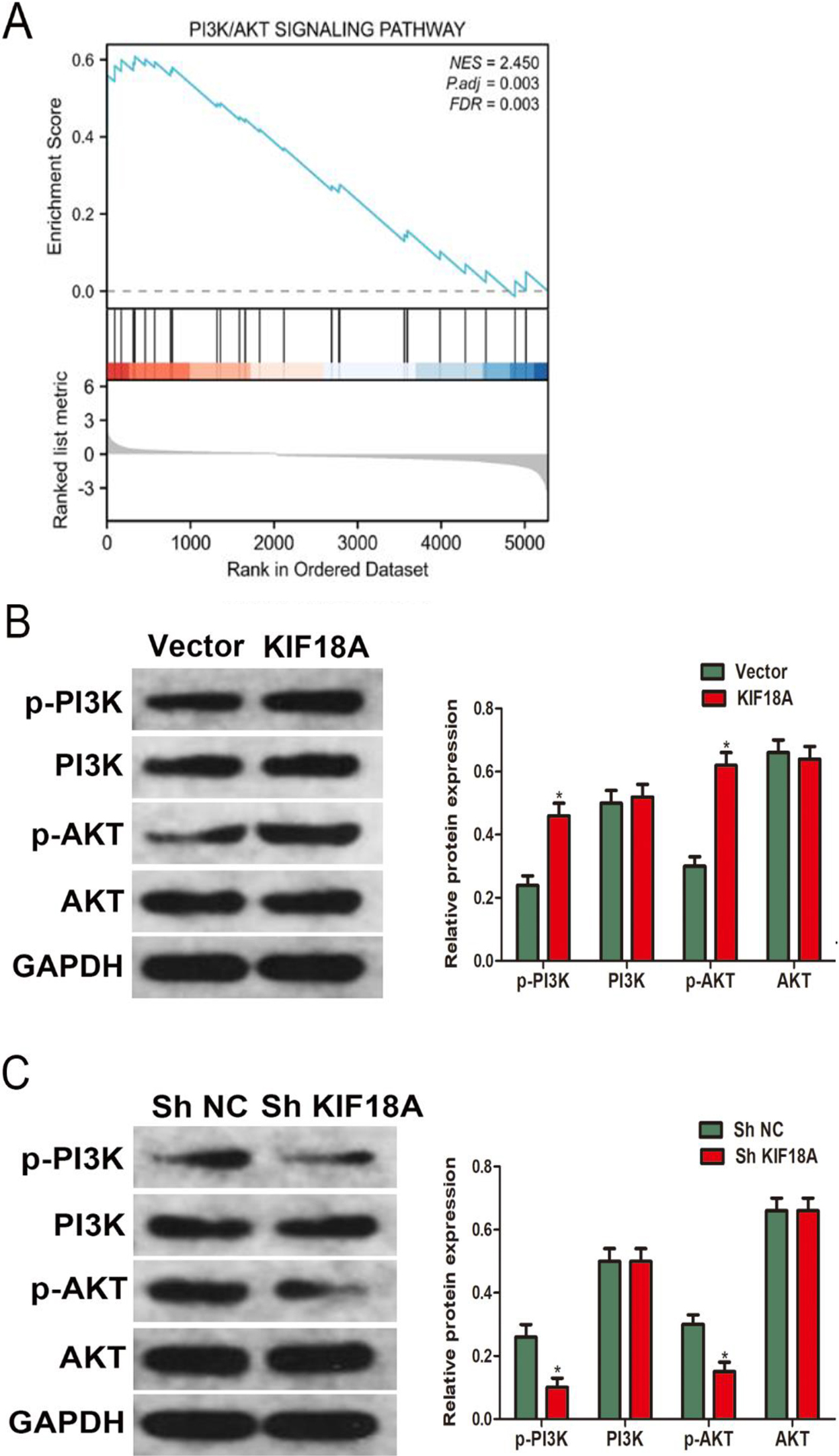 The function of KIF18A in CESC cells is mediated through PI3K/AKT pathway modulation. (A) The GSEA analysis revealed significant disparities in the enrichment of the PI3K/AKT pathway between samples showing elevated and reduced expression levels of KIF18A. (B, C) Western Blotting assay revealed the expression of p-PI3K, PI3K, p-AKT, and AKT in SiHa cells. *p < 0.05.