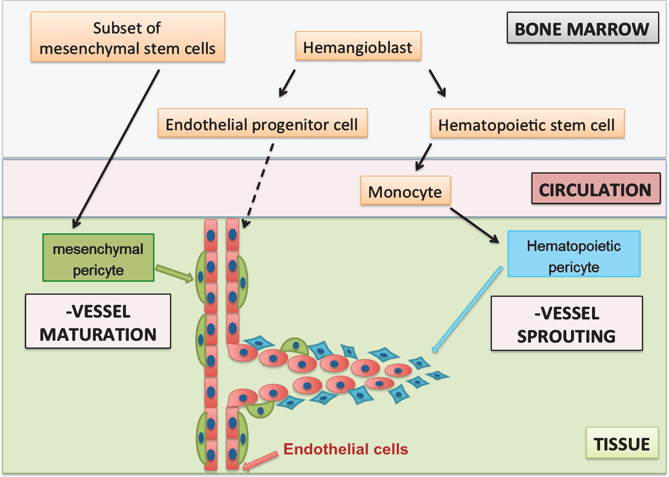Hypothesis of two pericyte populations during angiogenesis. Hematopoietic pericytes have a monocytic origin and support early stages of angiogenesis, whereas mesenchymal pericytes are a subset of MSCs, which are present on mature vessels. Mesenchymal pericytes induce vessel maturation and stabilisation at later stages of angiogenesis.