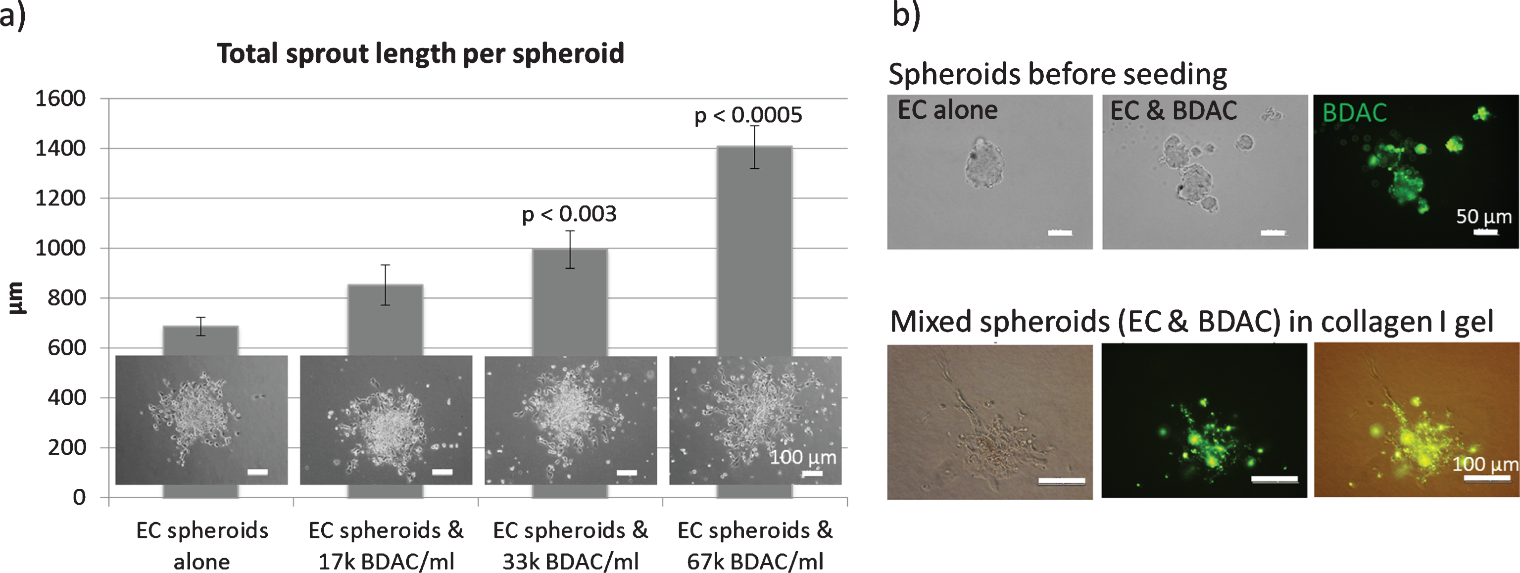 Spheroid sprouting assay: Endothelial cells were embedded in a collagen I gel and allowed to sprout. a) Mixed spheroids containing EC and BDAC (green staining) were embedded in a collagen I gel and allowed to sprout. b) BDACs were added as a single cell suspension directly into the gel.