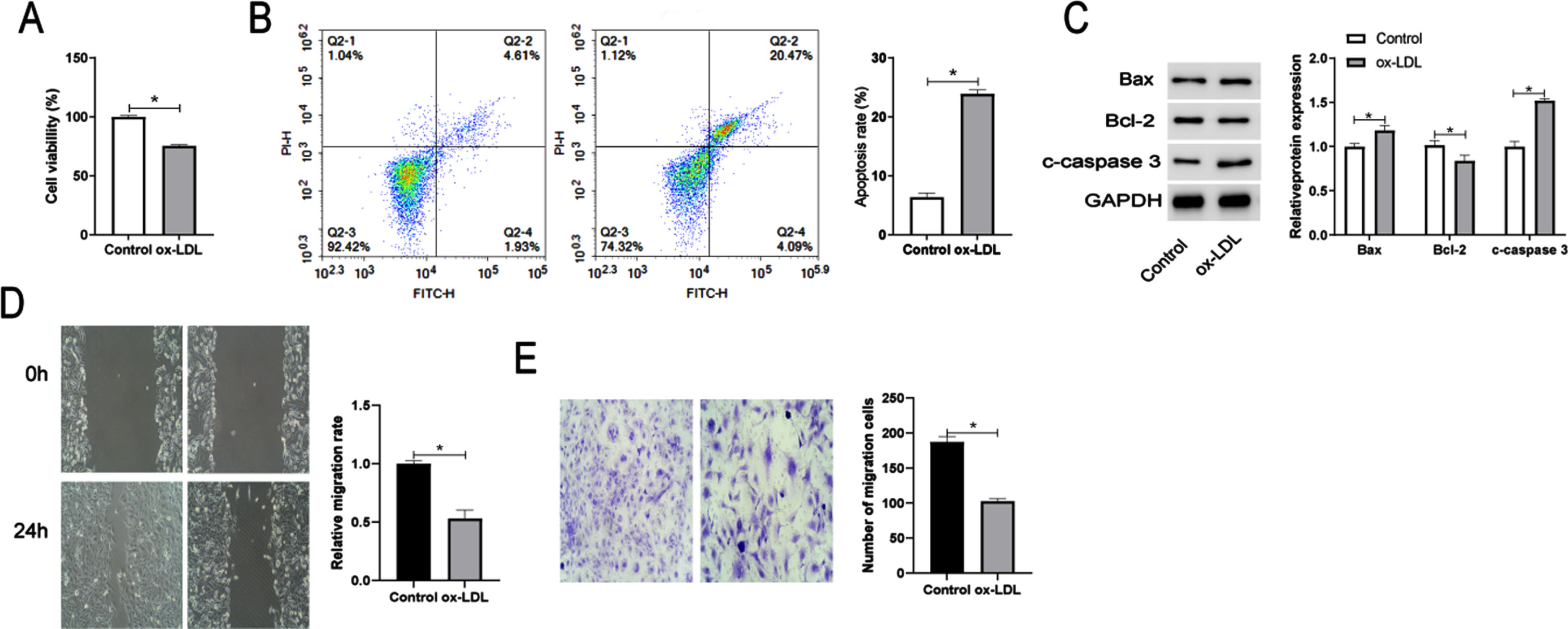 Ox-LDL induced the inhibition of endothelial cell viability, migration and the promotion of apoptosis. Cell viability (A), apoptosis (B), and expression of the apoptosis-related proteins Bcl-2, Bax, and cleaved-caspase 3 (C) detected by CCK-8 assay, flow cytometry, and Western blot analysis, respectively, in HUVECs treated with Control or 100 mg/L ox-LDL. Wound Healing (E) and Transwell (F) assays of cell migration ability. *P < 0.05.