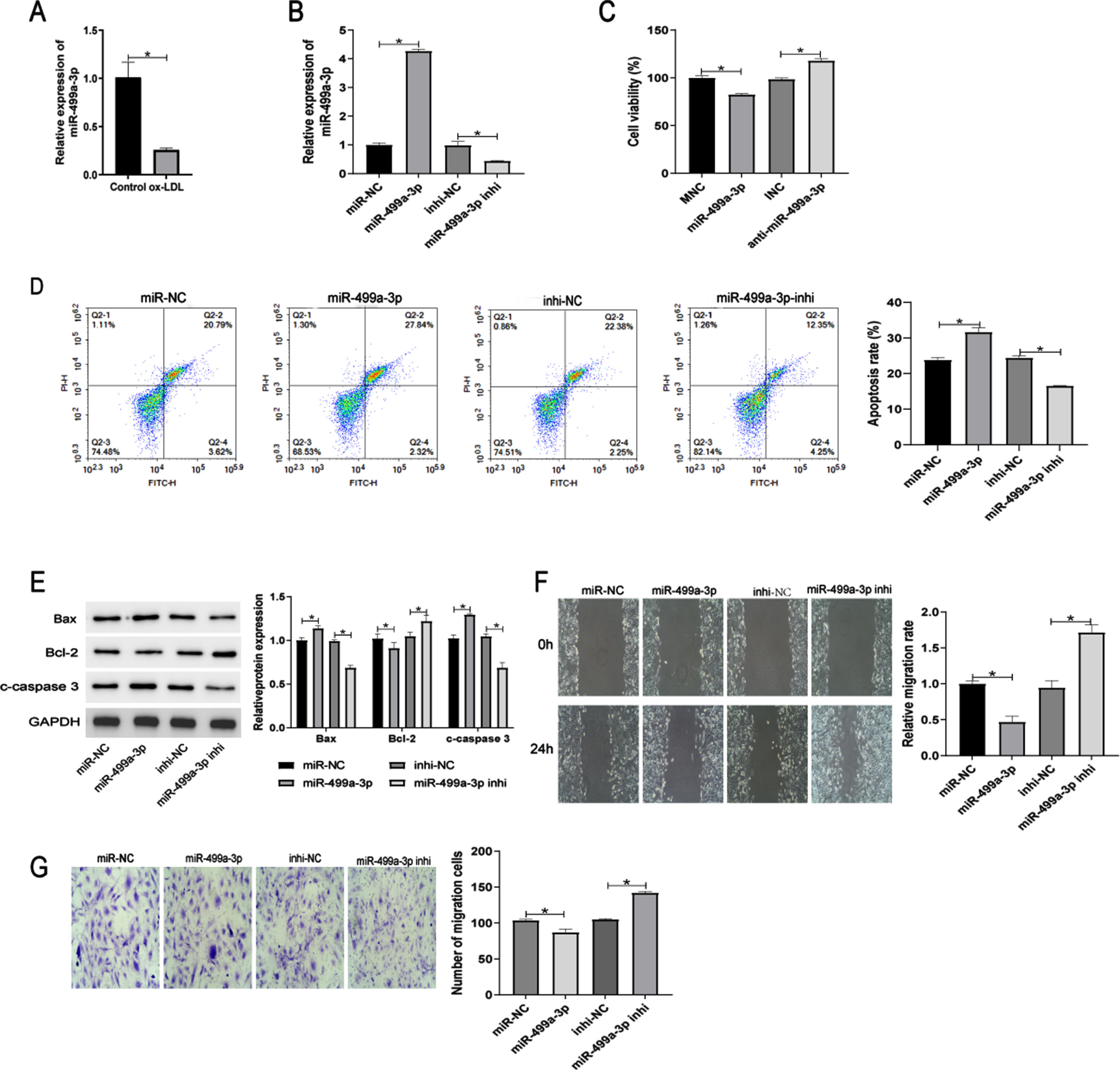 Expression and functions of miR-499a-3p in ox-LDL-induced HUVECs. (A) Relative miR-499q-3p expression level in ox-LDL-induced HUVECs. (B-G) HUVECs treated with ox-LDL were transfected with miR-NC, miR-499a-3p mimic, inhi-NC and miR-499a-3p inhi. (B) RT-qPCR verification of the efficiency of transfection of HUVECs. Detection of cell viability (C), apoptosis (D), and expression of apoptosis-related proteins Bcl-2, Bax, and cleaved-caspase 3 (E) by CCK-8 assay, flow cytometry, and WB analysis. Cell migration ability was detected by wound healing (F) and Transwell (G) assays. *P < 0.05.