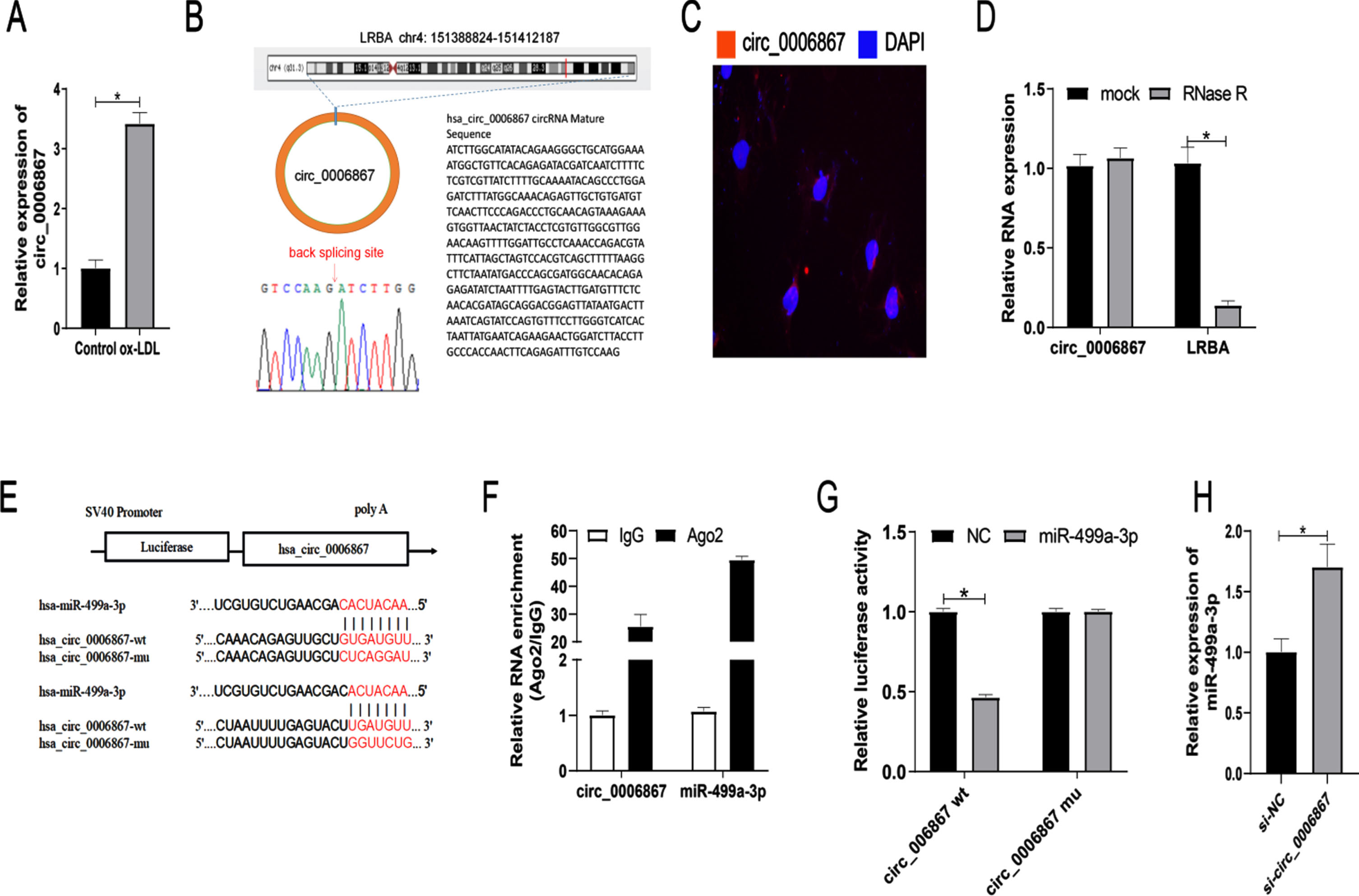 Identification of circ_0006867 as a novel upregulated circRNA in ox-LDL-induced HUVECs and validation as a molecular sponge of miR-499a-3p. Relative expression of circ_0006867 in ox-LDL-induced HUVECs. (B) Validation of circ_0006867 by Sanger sequencing. (C) FISH localization of circ_0006867. (D) Relative expression of circ_0006867 and LRBA mRNA after RNase R treatment. (E) The predicted binding sites between circ_0006867 and miR-499a-3p. (F-G). Verification of the binding between circ_0006867 and miR-499a-3p by dual-luciferase reporter assay and RNA immunoprecipitation assays. (H). RT-qPCR analysis of the effect of circ_0006867 knockdown on miR-499q-3p expression. *P < 0.05.