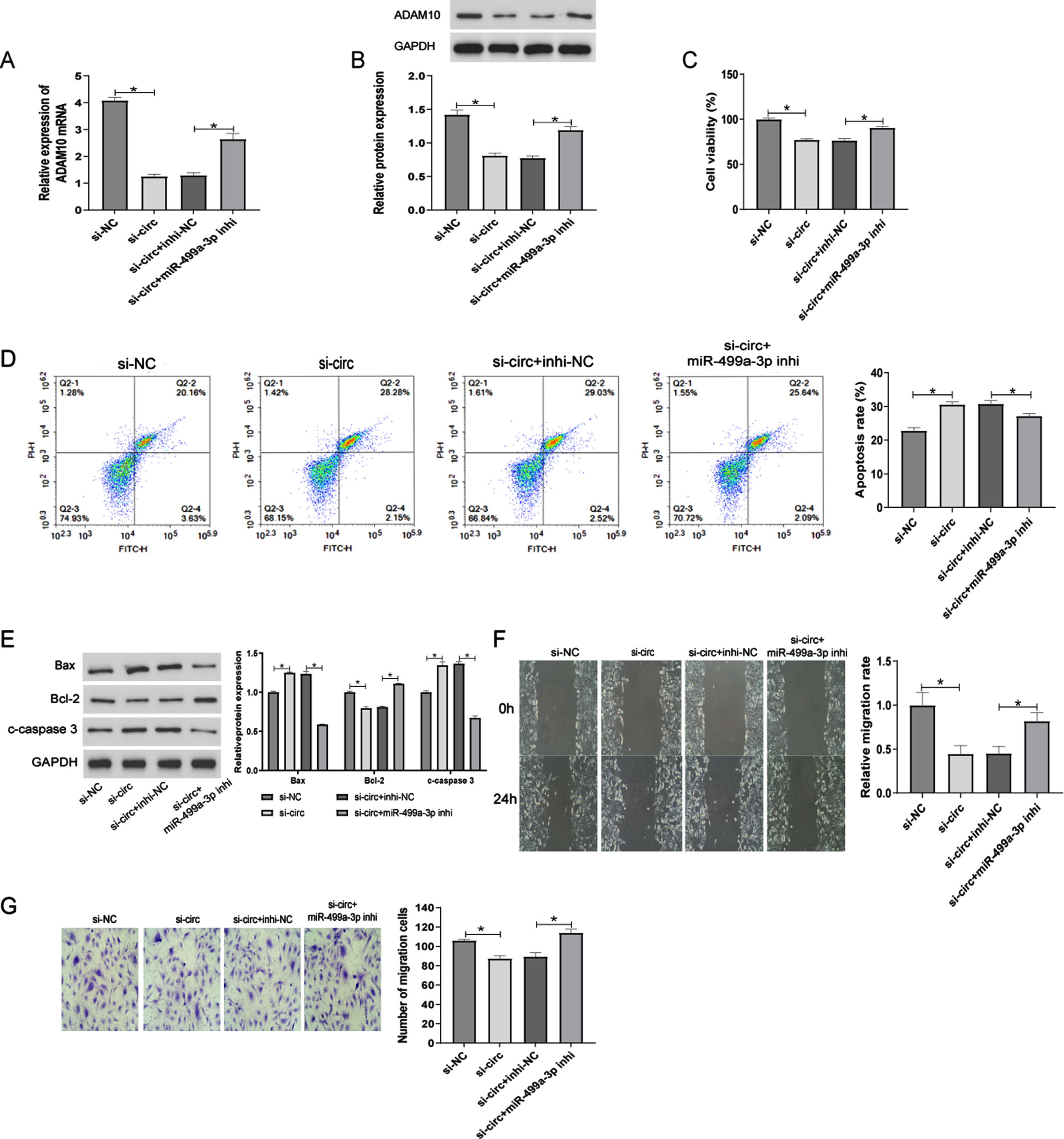 Circ_0006867 functions via the miR-499a-3p/ADAm10 axis. (A–G) HUVECs treated with ox-LDL were transfected with si-NC, si-circ, si-circ+inhi-NC and si-circ+miR-499a-3p inhi. RT-qPCR and Western blot analyses of ADAM10 mRNA (A) and protein levels (B), respectively. Cell viability (C), apoptosis (D), and expression of the apoptosis-related proteins Bcl-2, Bax, and cleaved-caspase 3 (E) detected by CCK-8 assay, flow cytometry, and Western blot analysis, respectively. Wound Healing (F) and Transwell (G) assays of cell migration ability. *P < 0.05.