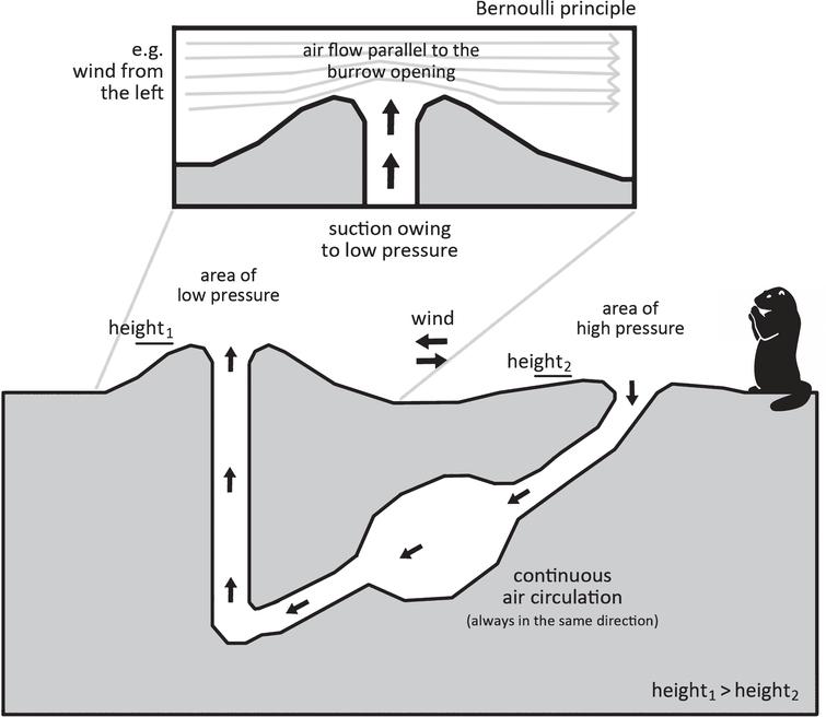 The principle of air circulation within a prairie dog burrow (applies to Cynomys ludovicianus). Illustration: Michael J. Paar according to Steven Vogel.