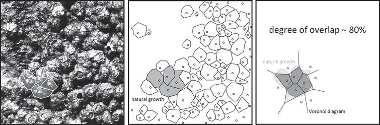 Similarities between the growth of barnacle cultures and the Voronoi diagram.