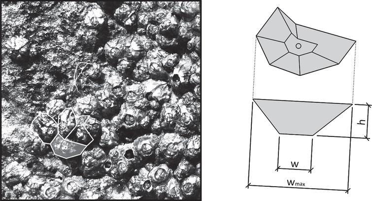 Geometric proportionalities of barnacle shell.