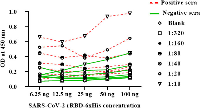 Optimization of indirect ELISA utilizing different concentrations of purified SARS-CoV-2 rRBD-6×His for positive and negative human sera.