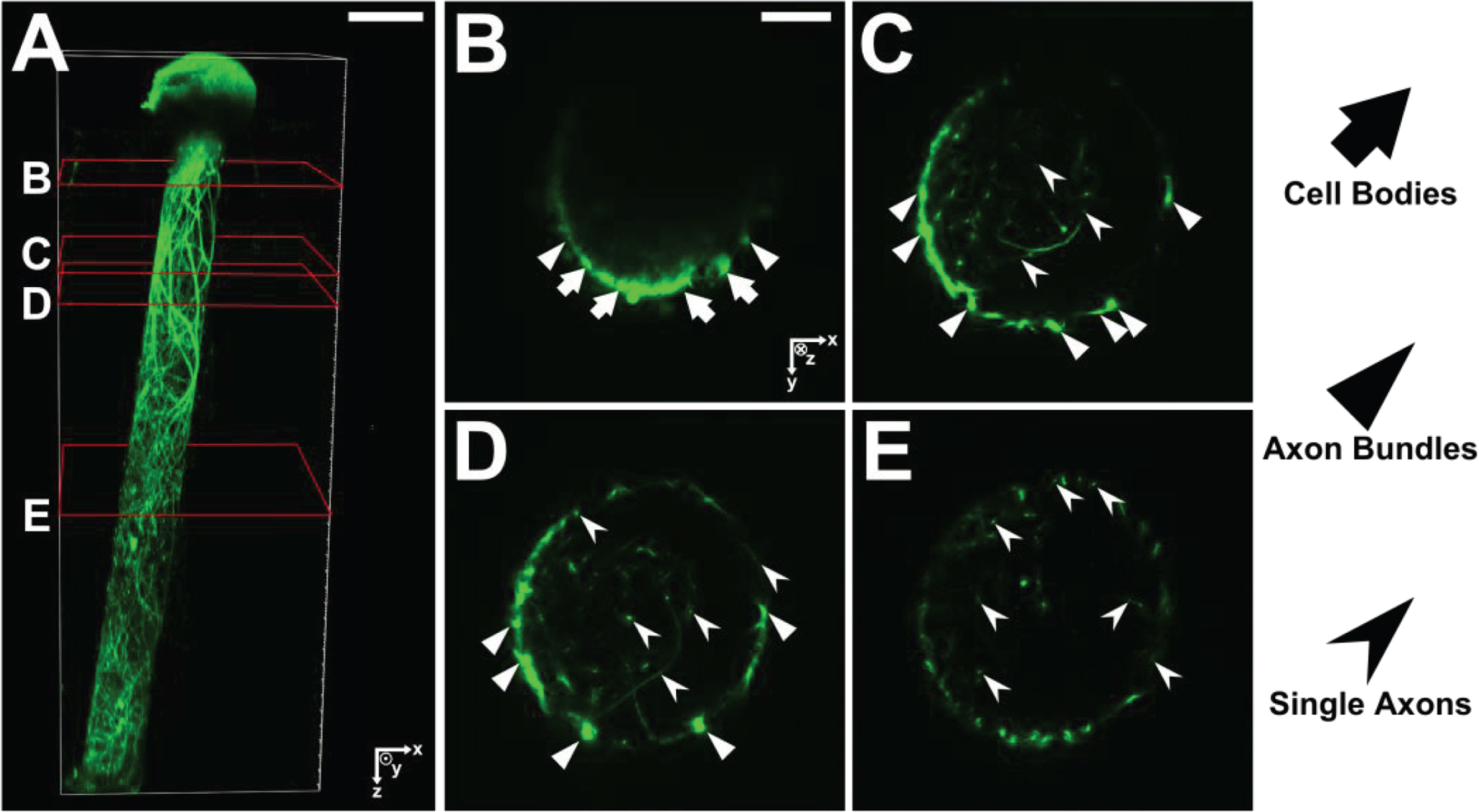 (A) 3D reconstruction of a unidirectional, GFP-positive micro-TENN at 10 DIV. (B–E) X–Y projections of the micro-TENN from (A) at the sections outlined in red. Orientation of the z-axis (positive) is into the page. Neuronal cell bodies (arrows) can be seen near the aggregate region in (B), from which axonal bundles (triangles) project and split into individual axons (caret). Scale bars: 200 μm (A); 50 μm (B).