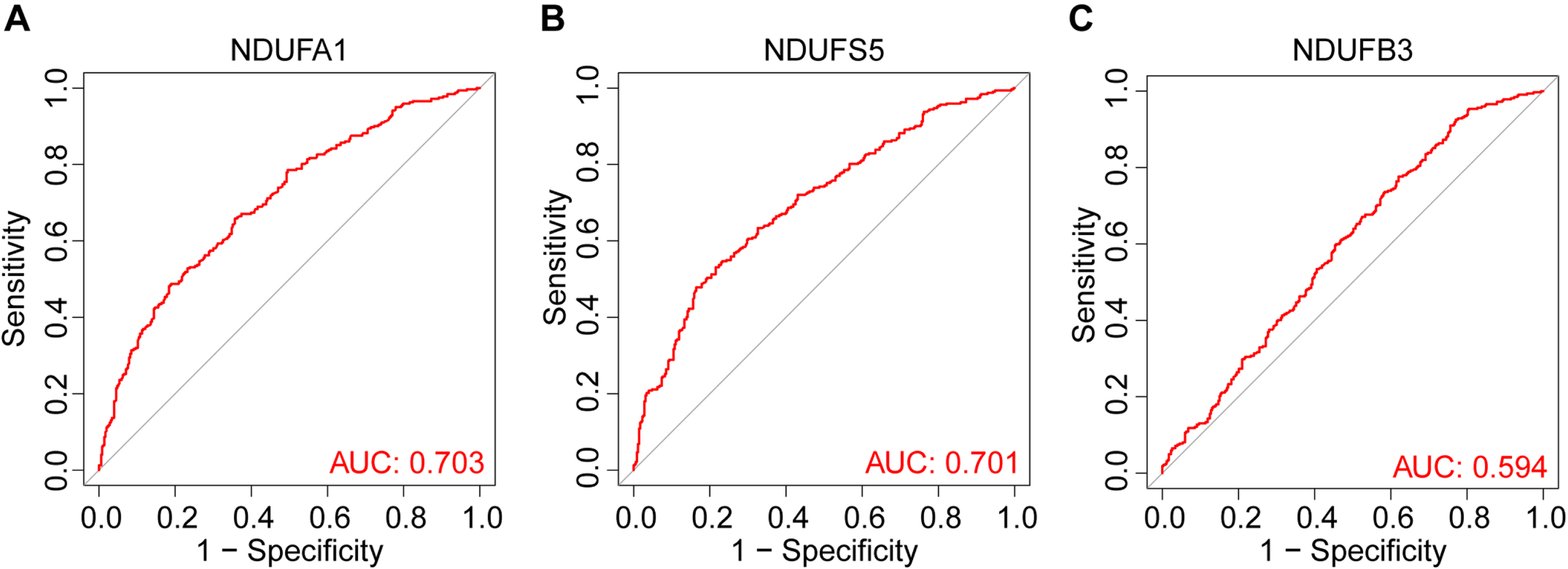 ROC curves and corresponding AUC values for the training groups. The ROC curves of NDUFA1 (A), NDUFS5 (B), and NDUFB3 (C), AUC was 0.703, 0.701, and 0.594 respectively.
