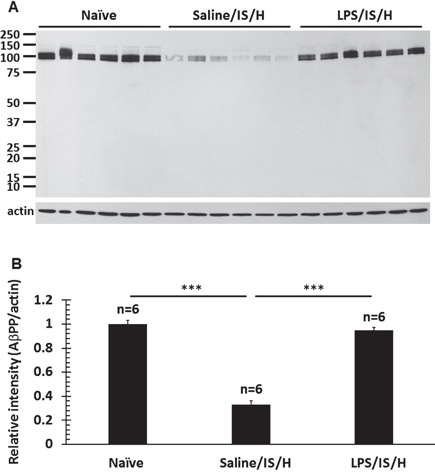 Western blot analysis for amyloid-β protein precursor (AβPP) in the hemisphere ipsilateral to ischemia at 12 weeks following LPS/IS/H and saline/IS/H compared to naïve control. A) A 100 kDa molecular weight protein was detected on Western blot analysis for AβPP either following saline/IS/H or following LPS/IS/H and in the naïve control. B) The expression of AβPP decreased in saline/IS/H animals compared to naïve, and LPS/IS/H increased AβPP compared to saline/IS/H. The expression of AβPP following LPS/IS/H was not significantly different compared to naïve controls. β-actin was used as the loading control.  ***p <  0.001.