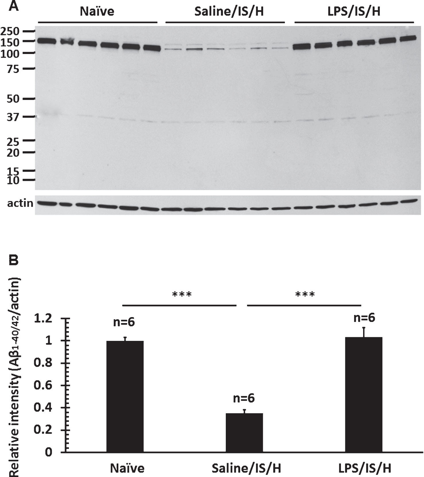 Western blot analysis for Aβ1 - 40/42 in the hemisphere ipsilateral to ischemia at 12 weeks following LPS/IS/H and saline/IS/H compared to naïve control. A) A protein with molecular weight as 150 kDa was detected on Western blot analysis for Aβ1 - 40/42 either following saline/IS/H or following LPS/IS/H and in naïve control. B) The expression of Aβ1 - 40/42 decreased following saline/IS/H compared to naïve, and Aβ1 - 40/42 increased following LPS/IS/H compared to saline/IS/H. The expression of Aβ1 - 40/42 following LPS/IS/H was not significantly different from naïve controls. β-actin was used as the loading control.  ***p <  0.001.