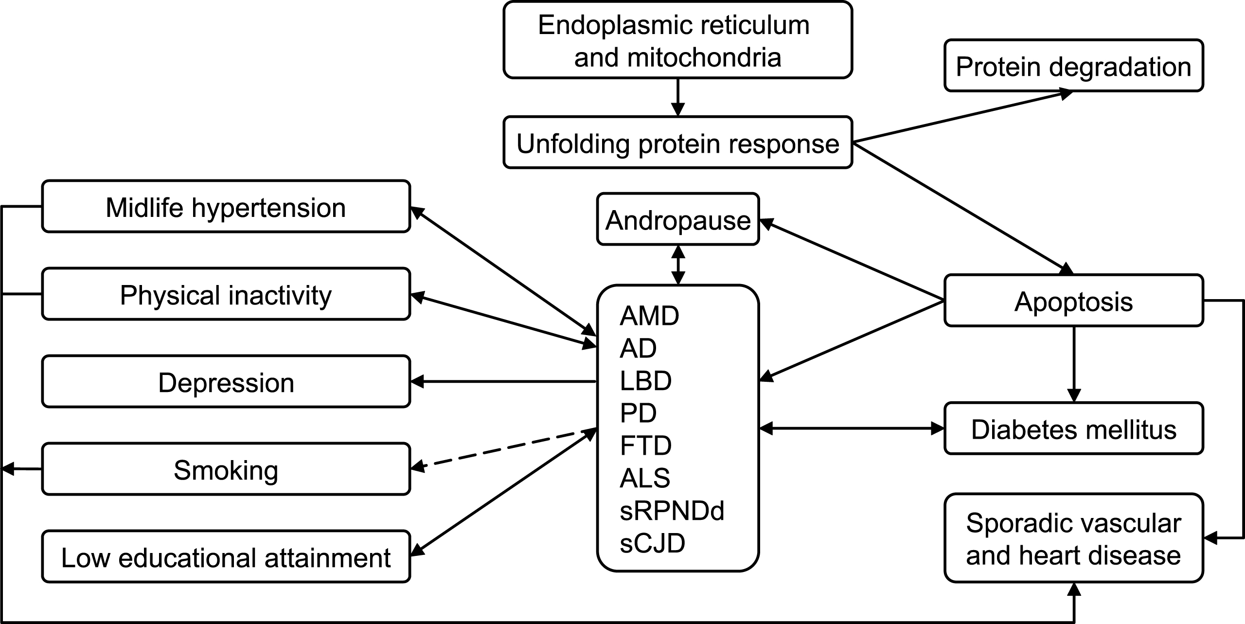 Outline of an epidemiologic model for sCNDDs on the basis of drivers. Here we assume that there is an age-at-onset-related continuum for various late-age neurodegenerative disorders, and that the unfolded protein response explains, at least in part, the reported associations for diverse conformational neurodegenerative, vascular degenerative, and metabolic (T2DM) disorders. Arrows represent different potential types of associations, i.e., inverse (dashed line), bidirectional, etc.