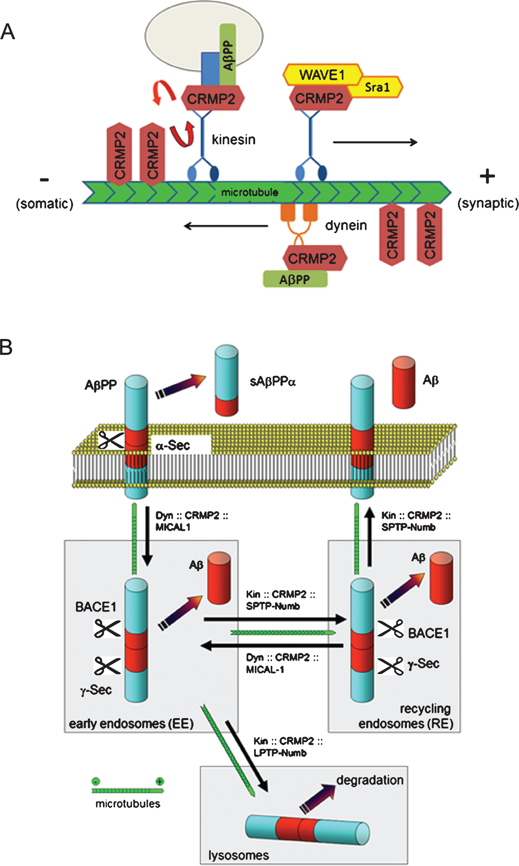 CRMP2 is a MAP that also interacts with cargo adaptor proteins involved with receptor endocytosis and intracellular vesicle trafficking. Panel A is a conceptual diagram illustrating known interactions of CRMP2 with microtubules, and also with kinesin and dynein-associated adaptor proteins. In this model, CRMP2 dynamically equilibrates among its binding partners in a fashion that is likely dependent upon CRMP2 isoform and post-translational modifications. Panel B illustrates AβPP trafficking in a manner that highlights points at which CRMP2 and its binding partners, Numb and MICAL-L1, are involved with intracellular vesicle movements. It is speculated that CRMP2 becomes functionally depleted in AD, by a combination of hyperphosphorylation; sequestration into nascent neurofibrillary tangles; and by oxidative post-translational modifications. This would impede multiple CRMP2 dependent processes including AβPP trafficking through early and recycling endosomal compartments. Additionally, the author and his colleagues find that shRNA suppression of CRMP2 impedes autophagy flux [50], possibly suggesting a role for CRMP2 in the efficient traffic of LC3-II containing autophagic vesicles. Thus functional depletion of CRMP2 could contribute to multiple aspects of AD neuropathology.