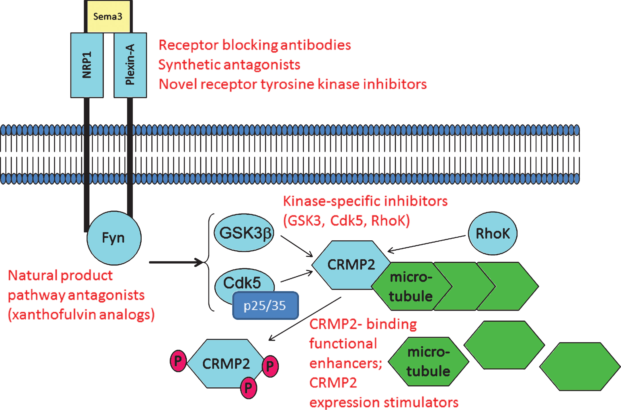 CRMP2 and CRMP2-directed pathways are potential targets for pharmacotherapy. As described in the text, examples exist wherein CRMP2 signaling through axon repulsion-factor receptors can be blocked using anti-NRP1 antibodies and the fungal metabolite xanthofulvin. Other small molecules such as tianeptine significantly increase CRMP2 protein expression, apparently by sensitizing growth factor-dependent gene expression. Small molecules including lanthionine ketimine derivatives and lacosamide bind CRMP2 to functionally enhance or inhibit CRMP2 neurotrophic actions, respectively. Calpain-specific inhibitors could decrease p25 and hence, Cdk5/p25 activity upon CRMP2. One or more of these pathway components might offer value for study in development of AD-directed therapeutics whose action need not rely upon any explicit assumptions about Aβ or tau. Examples of potential therapy target sites are indicated in red font.