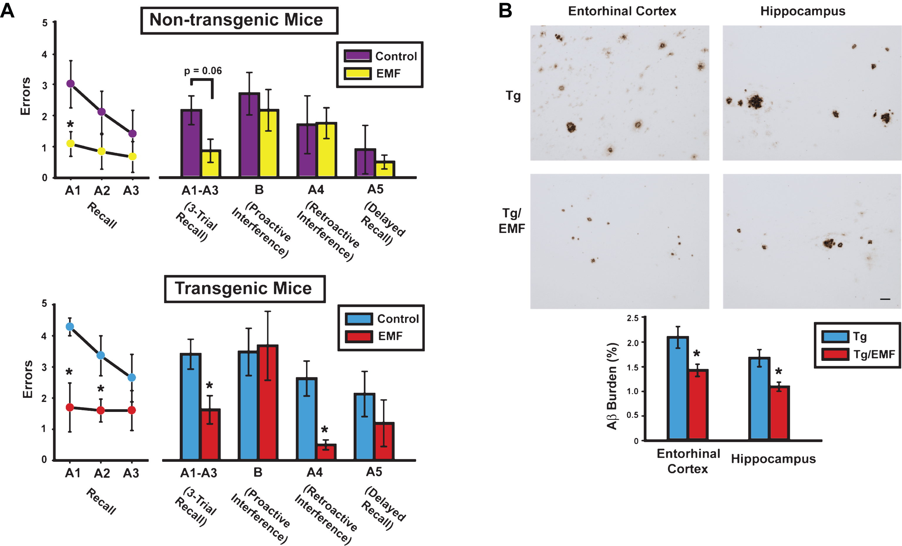 At 8 months into EMF treatment, cognitively-impaired AD mice (Tg) mice exhibited cognitive benefits and reduced brain Aβ deposition. A) Cognitive interference testing revealed Tg/EMF mice as vastly superior to Tg controls in 3-trial recall and retroactive interference performance. Even non-transgenic (NT) mice receiving EMF exposure showed better recall performance than NT controls, particularly early in recall testing. The final 2-day block of testing is shown from four days of testing. Upper graph: *p < 0.025 versus control; Lower graph: *p < 0.05 or higher level of significance versus control. B) Long-term EMF treatment significantly reduced total Aβ deposition in entorhinal cortex and hippocampus of Tg mice. Photomicrographic examples of typical Aβ immunostained-plaques from Tg and Tg/EMF mice are provided. *p < 0.02 versus Tg control group. Scale bar = 50 μm.