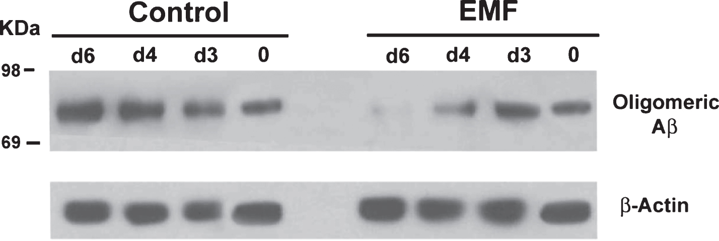 In Vitro EMF treatment of hippocampal homogenates from aged Tg mice results in progressively decreased Aβ oligomerization between 3 and 6 days into treatment. Western blots display the 80 kDa Aβ oligomer on top and the β-Actin protein control on bottom. Left panel shows non-treated Tg controls of progressive Aβ aggregation, while right panel shows the same homogenates treated with EMF through 6 days.