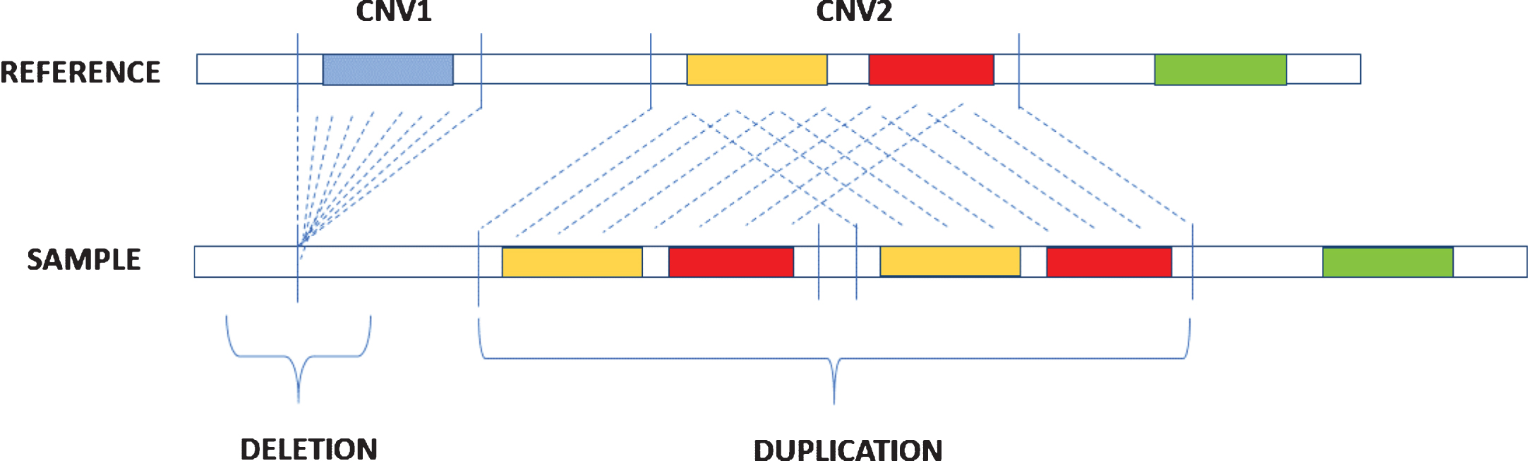 Description of deletion and duplication. Deletion occurs when in the sample genome there is a loss of a DNA segment in comparison with a reference genome while duplication is caused by the repetition of DNA segments.