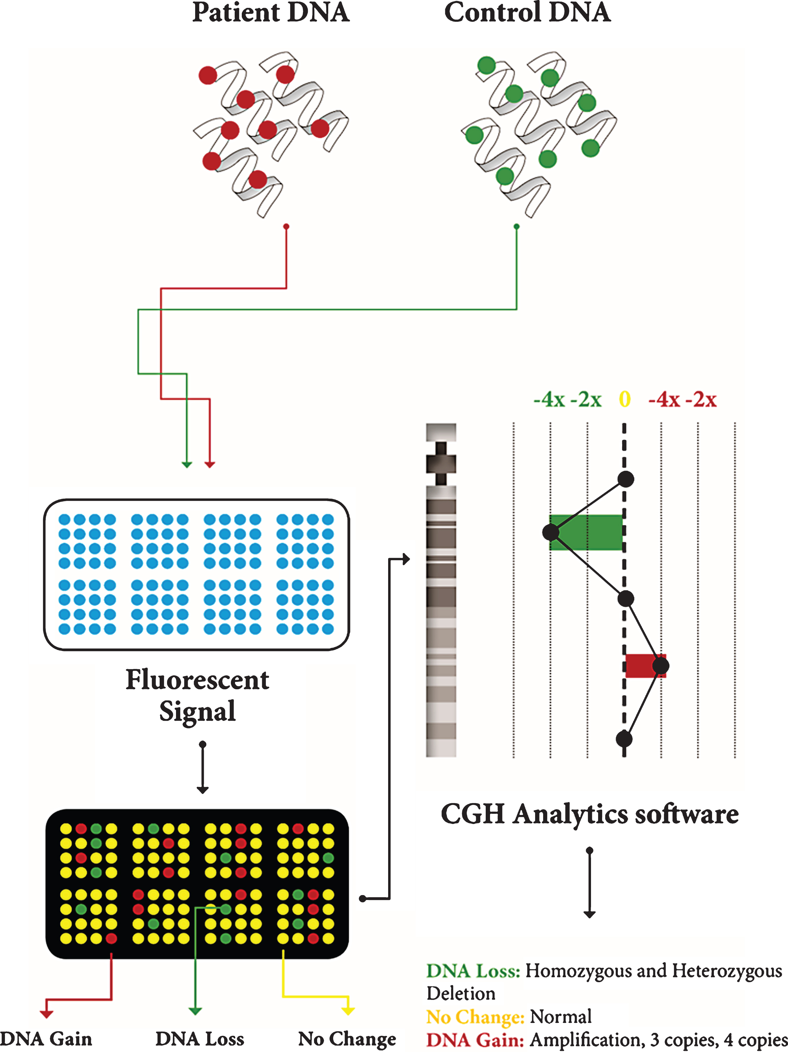 Description of CGH array. Patient DNA and control DNA are labeled with fluorescent dyes and applied to the microarray; they hybridize on the microarray; the microarray scanner measures fluorescent signal intensity; computer software analyzes the data and generates a plot.