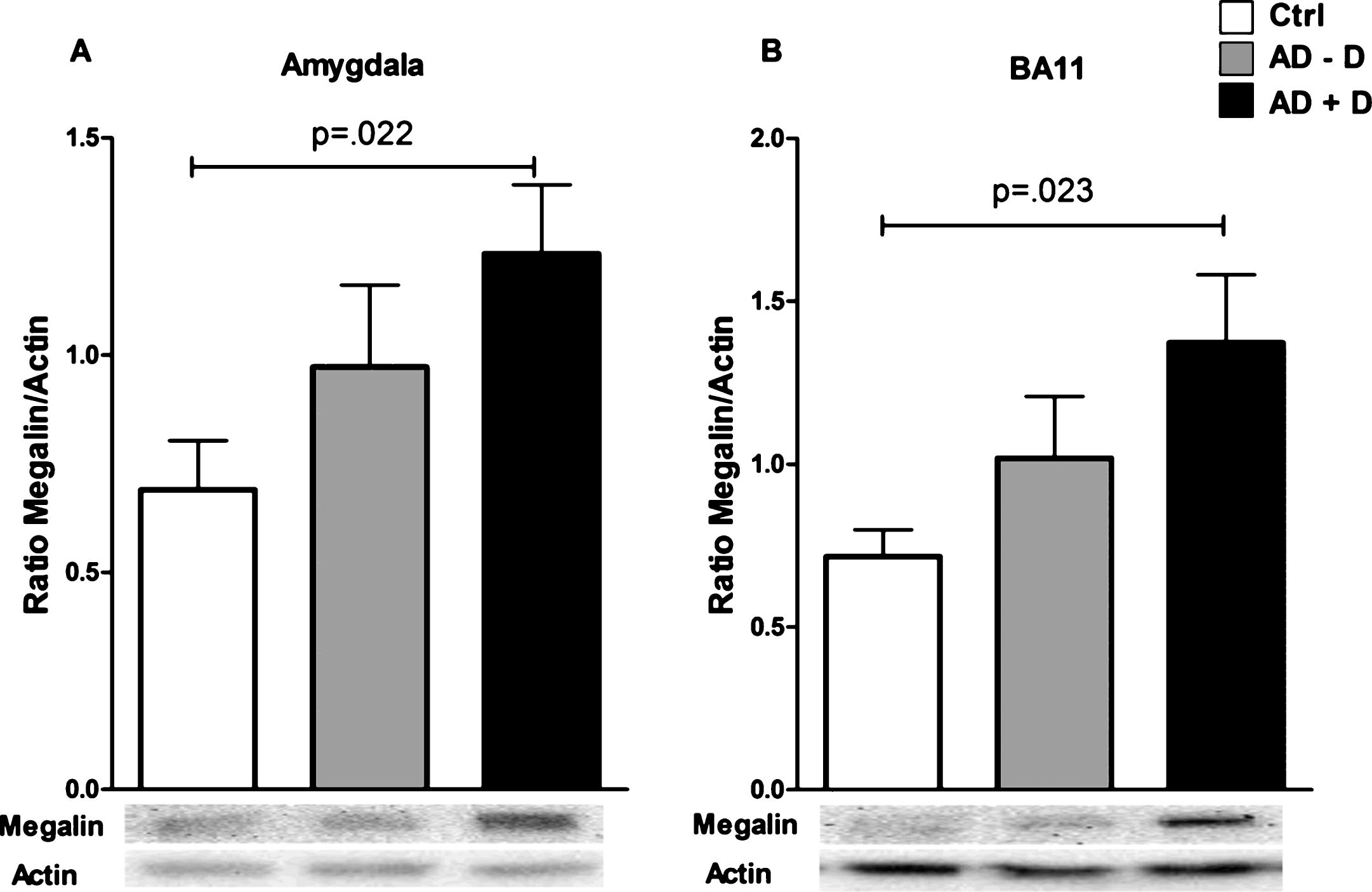 Megalin levels in (A) BA11 and the (B) amygdala of control, AD–D, and AD+D patients. Bars indicate the mean megalin/actin ratio, ±SEM. AD–D, Alzheimer’s disease without co-existing depression; AD+D, Alzheimer’s disease with co-existing depression; BA, Brodmann area.