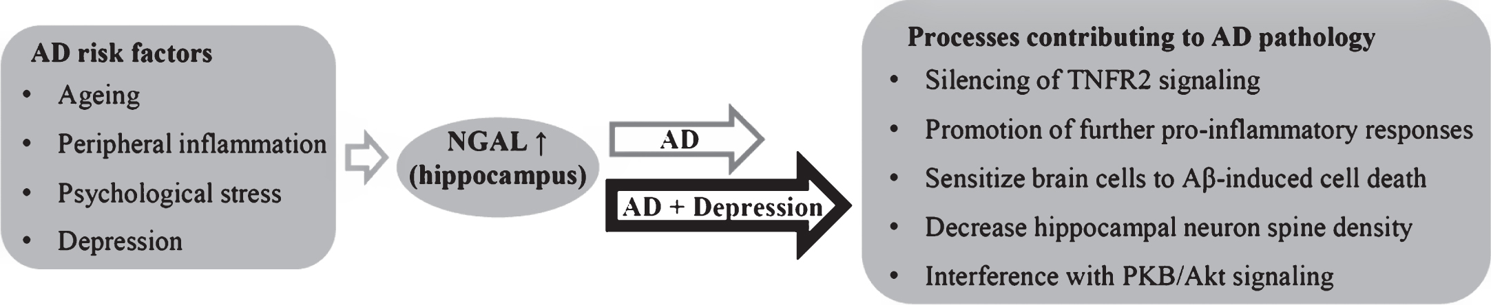 Known and potential triggers of NGAL expression in the hippocampus, with effects of hippocampal NGAL that may hypothetically contribute to pathophysiological processes of AD and depression.