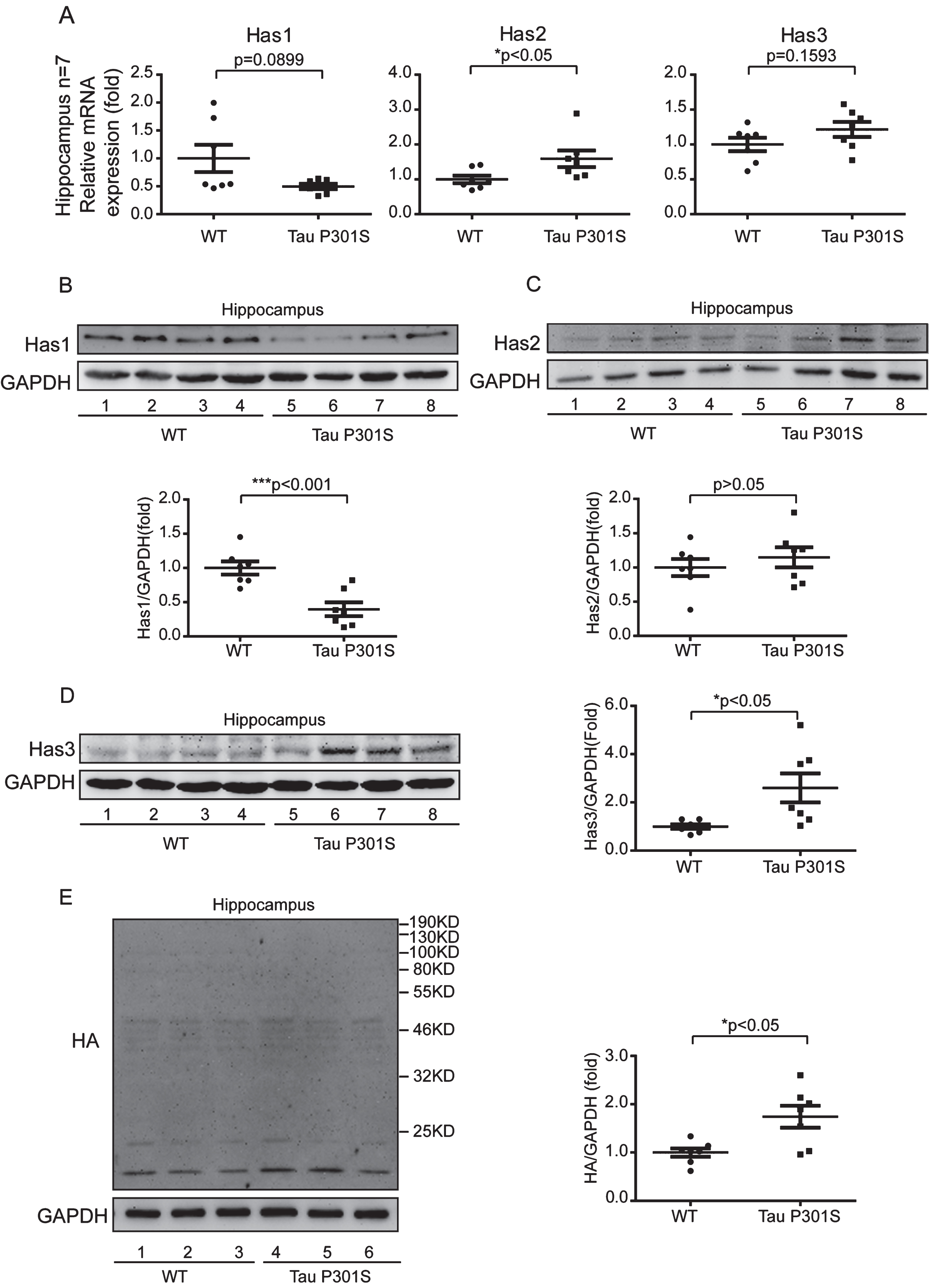 Tau pathology promotes the production of short chain HA (<200 kDa) through regulating of HASs expression in hippocampus. A) Quantitative real-time PCR data showing the mRNA expression levels of Has1, Has2, and Has3 in the hippocampus of the TauP301S Tg mice and control mice (10-month-old). B-D) TauP301S inhibits the expression of Has1 and promotes Has3 expression in the hippocampus of TauP301S Tg mice. B) Immunoblot images (upper panel) and quantifications (lower panel) demonstrating that Has1 is decreased in hippocampus of the TauP301S Tg mice. C) Immunoblot images (upper panel) and quantifications (lower panel) illustrating that Has2 is not altered in the hippocampus of the TauP301S Tg mice. In contrast, the protein level of Has3 (D, left and right panels) is increased in the hippocampus of the TauP301S Tg mice. E) Immunoblot images (left panel) and quantifications (right panel) demonstrating that short chain HA (< 200 kDa) is increased in the hippocampus of TauP301S Tg mice (Tau P301S). The data are presented as relative fold changes from the normal controls (WT). Data are represented as means±se.; n = 7 mice per group. *p < 0.05; ***p < 0.001. The p values were calculated using unpaired t-tests (A, middle and left panel; B, lower panel; C, lower panel; E, right panel) or unpaired t-tests with Welch’s corrections (A, left panel; D, right panel).