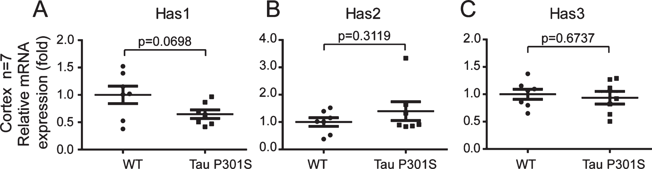 The expression of TauP301S did not affect the expressions of the HAS mRNAs in the cortex (10-month-old). Quantitative real-time PCR data showing the mRNA expression levels of Has1 (A), Has2 (B), and Has3 (C) in the cortex of the TauP301S Tg mice and control mice. The data are provided as the relative fold changes from the normal control. Data are represented as means±se.; n = 7 mice per group. The p values were calculated using unpaired t-tests (A-C).