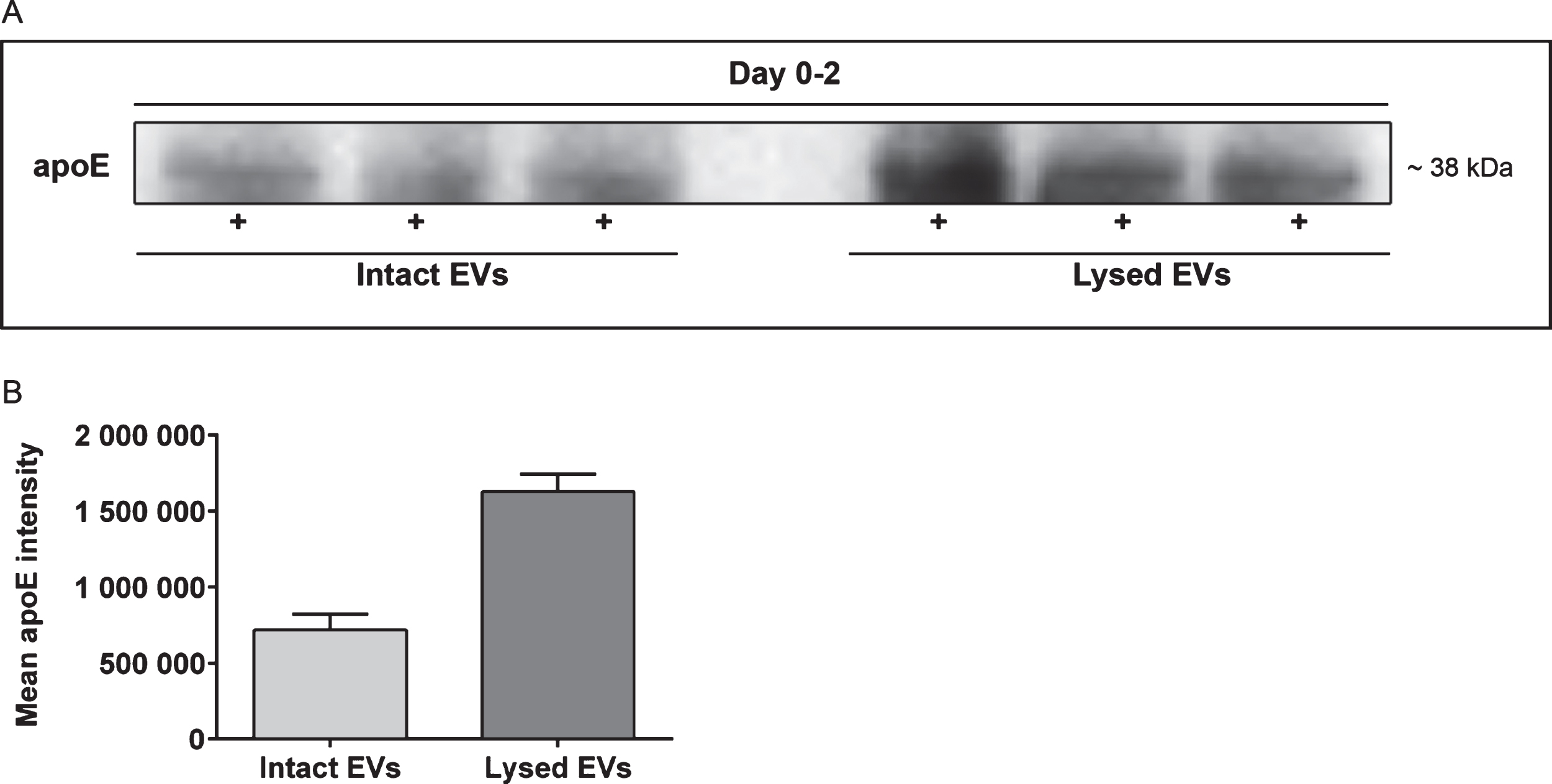 Apolipoprotein E is primarily situated inside isolated EVs. Immunoprecipitation was performed to confirm the presence of apoE inside the EVs. Following ultracentrifugation, EVs were either resuspended in PBS (intact EVs) or lysis buffer with protease inhibitors (lysed EVs) and immunoprecipitated with apoE antibodies. Western blot analysis from day 0–2 revealed twice as much apoE in the lysed EV samples, compared to the samples with intact EVs (A). The mean apoE intensity was 7.2E5±1.1E5 and 16.3E5±1.2E5 for intact EVs and lysed EVs, respectively (B). The data is from three independent cell culture experiments.