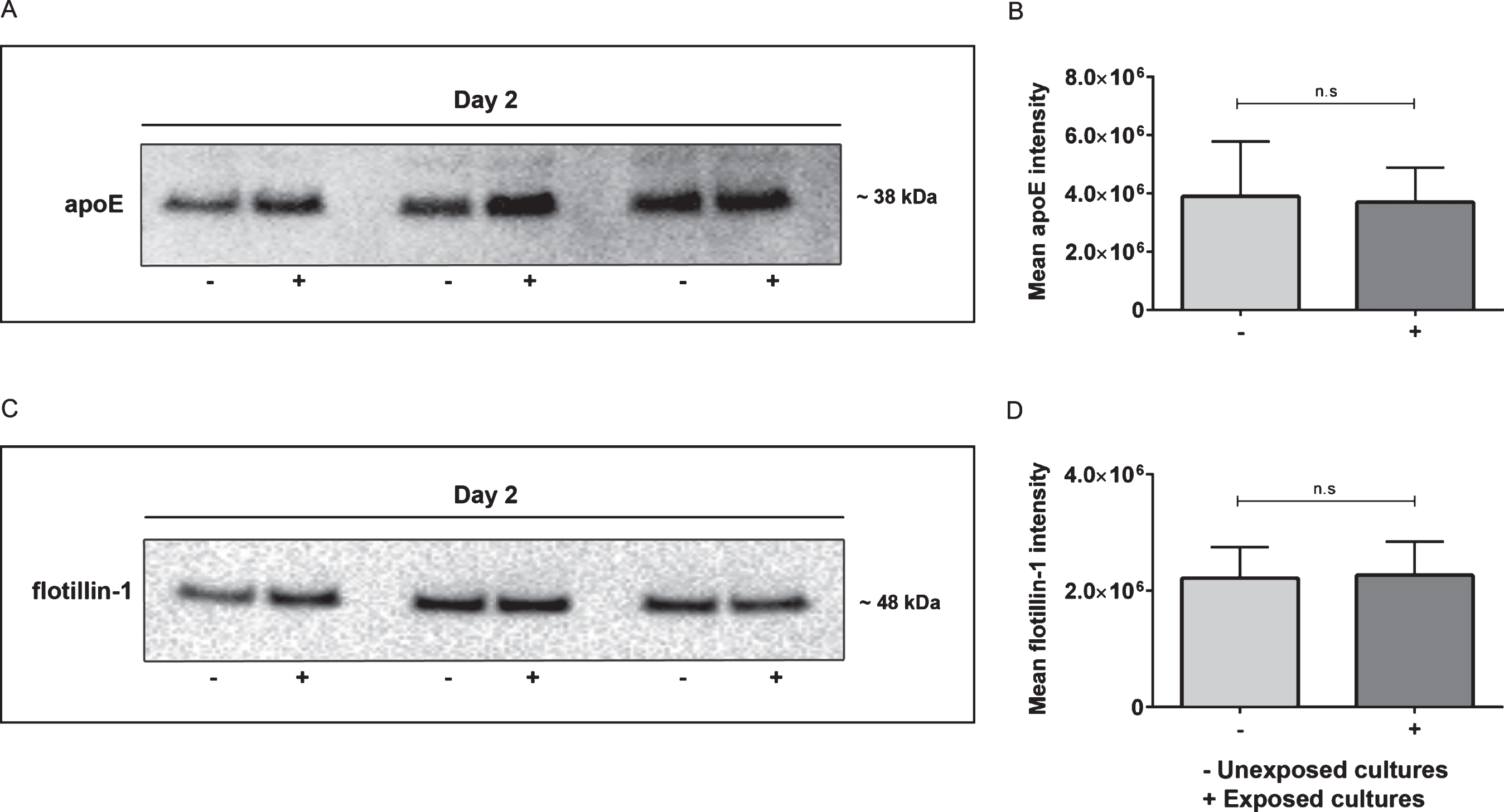 Intracellular apoE levels are similar in Aβ42 protofibril exposed cells and unexposed cells. Western blot analysis of cell lysates from day 2 verified that there was no difference in intracellular apoE expression in Aβ42 protofibril exposed cultures and unexposed cultures (A,B). The mean apoE intensity was 38.9E5±18.9E5 in unexposed samples and 37.0E5±11.9E5 in Aβ42 protofibril exposed samples. Flotillin-1 levels also remained unchanged in Aβ42 protofibril exposed cells, compared to untreated cells (C,D). The mean flotillin-1 intensity was 22.2E5±5.3E5 in unexposed samples and 22.7E5±5.8E5 in Aβ42 protofibril exposed samples. Six independent cell culture experiments were analyzed for each of the two proteins and the data was examined with Mann-Whitney U-test. Western blot analysis from three independent experiments are illustrated in A and C.