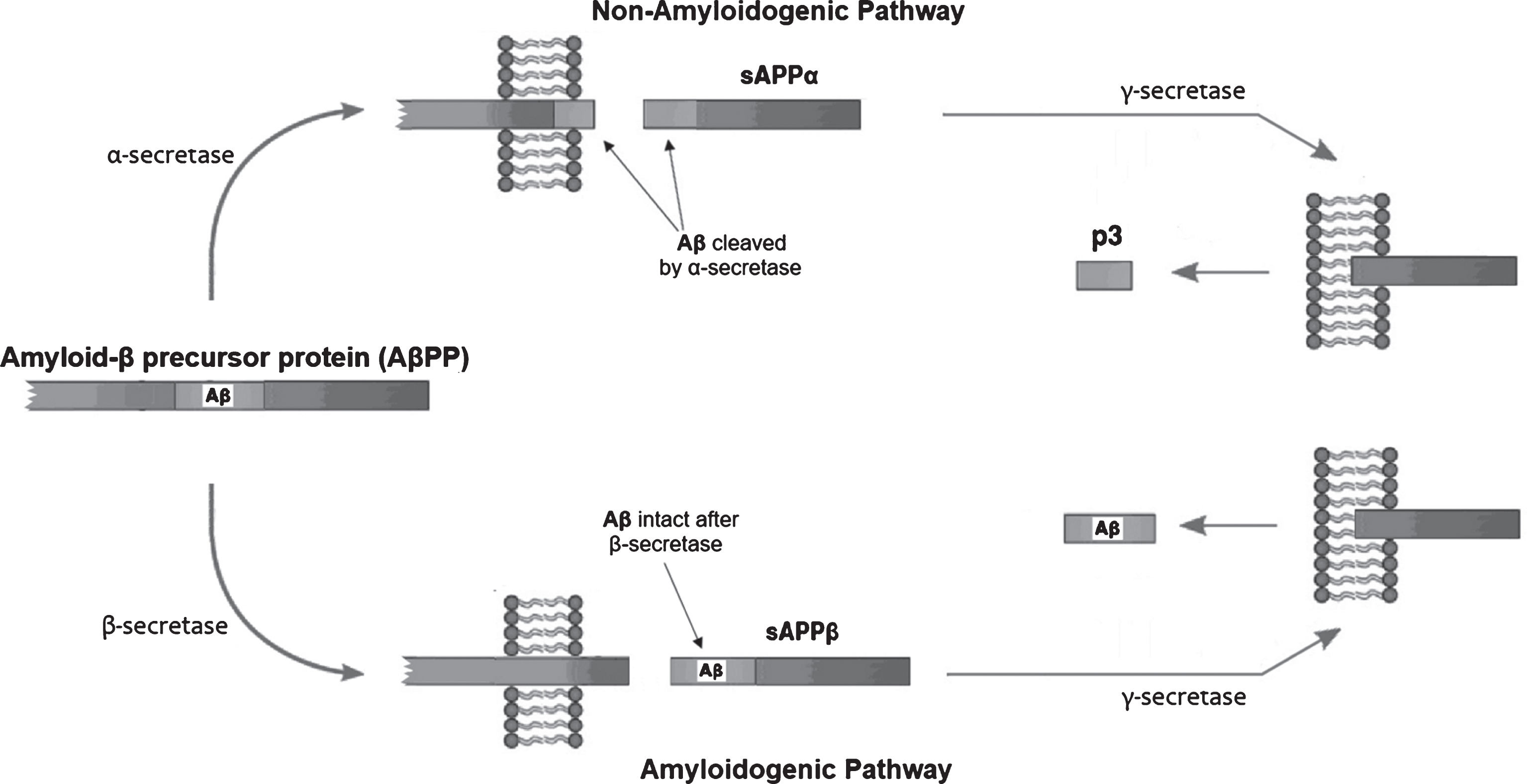 The generation of products from the amyloid-β protein precursor (AβPP). During periods of central nervous system (CNS) energy adequacy, AβPP will get cleaved along a non-amyloidogenic pathway by the action of α-secretase to produce sAβPPα, which, after the action of γ-secretase, produces p3 peptides which have an ability to exit the CNS through the blood-brain barrier (BBB). During periods of CNS energy inadequacy, AβPP gets cleaved along an amyloidogenic pathway by the action of β-secretase to product sAβPPβ, which, after the action of γ-secretase, produces intact amyloid-β (Aβ) peptides that cannot effectively exit the CNS through the BBB, and are associated with the pathogenesis of Alzheimer’s disease. Adapted from [32] (CC BY 4.0).