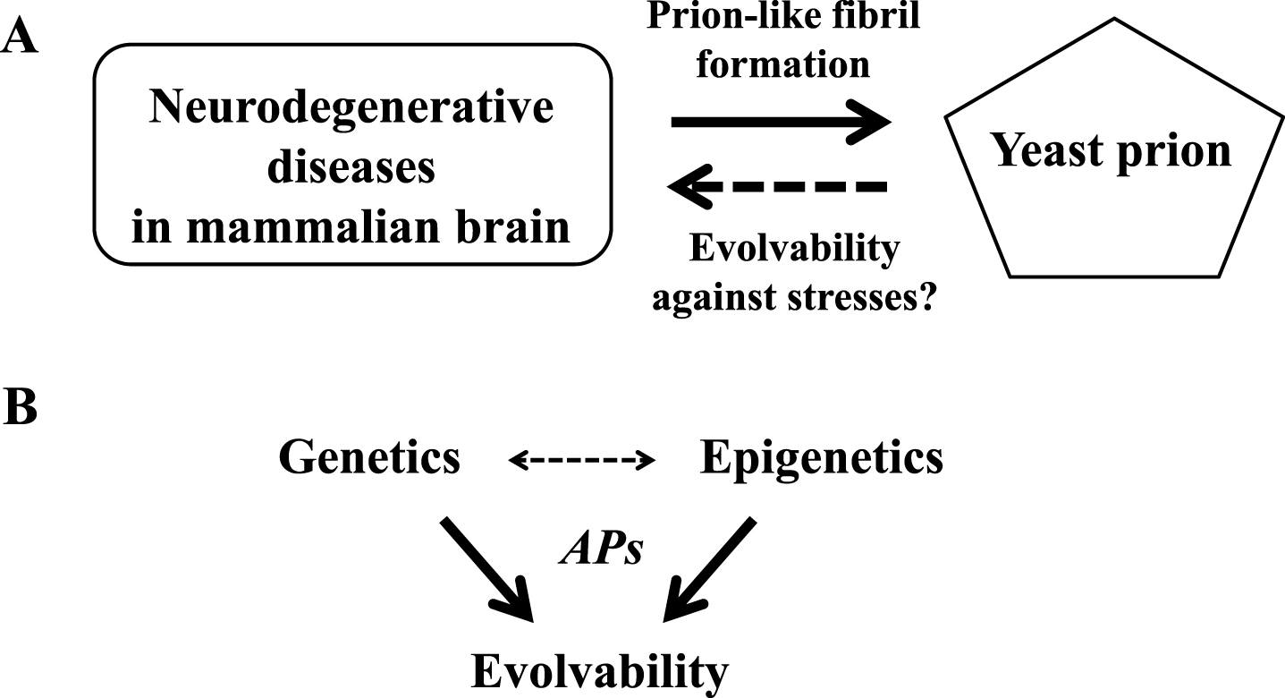 Commonalities between neurodegeneration in mammalian brain and prion activity in yeast. A) The concept of a prion as an infectious self-propagating amyloid fibril was initially proposed to explain neurodegenerative diseases in mammalian brain, and later was applied to yeast prions. In turn, the concept of evolvability by yeast prions against stress could be applicable to mammalian brain. B) Genetics and epigenetics of APs may cooperate to regulate evolvability in human brain and in yeast.
