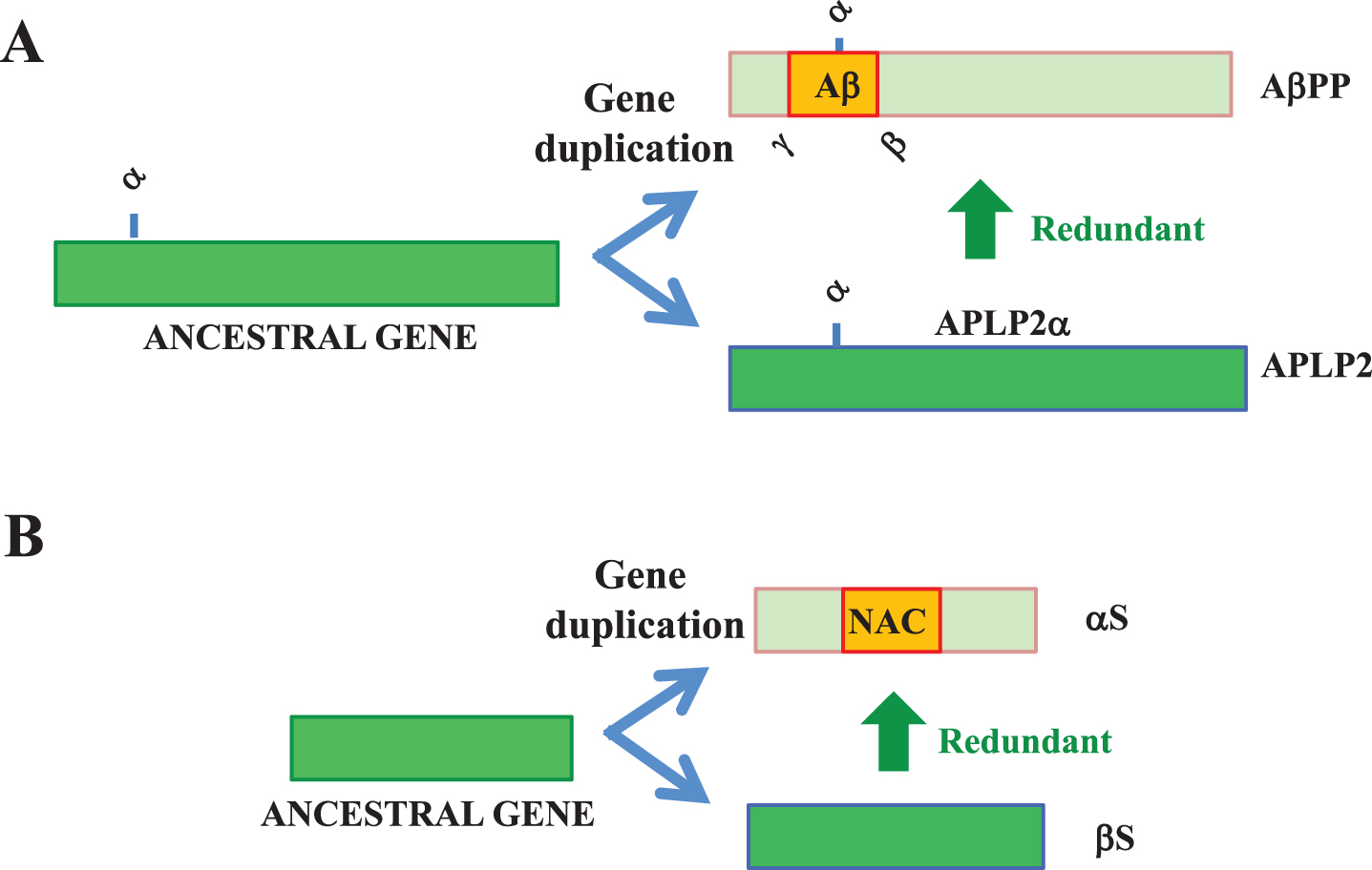 APs and their homologues. A) Aβ may have been created by gene duplication from an AβPP-ancestral gene into AβPP and APLP-2 genes. APLP2/APLP2α may be redundant for some physiological functions of AβPP/AβPPα that were downregulated during creation of the Aβ domain. While α-secretase sites are common among AβPP family members, β- and γ-secretase sites are specific to AβPP. B) Similarly, βS, a non-amyloidogenic homologue of αS, may be redundant for some physiological functions of αS that were downregulated during gene duplication.