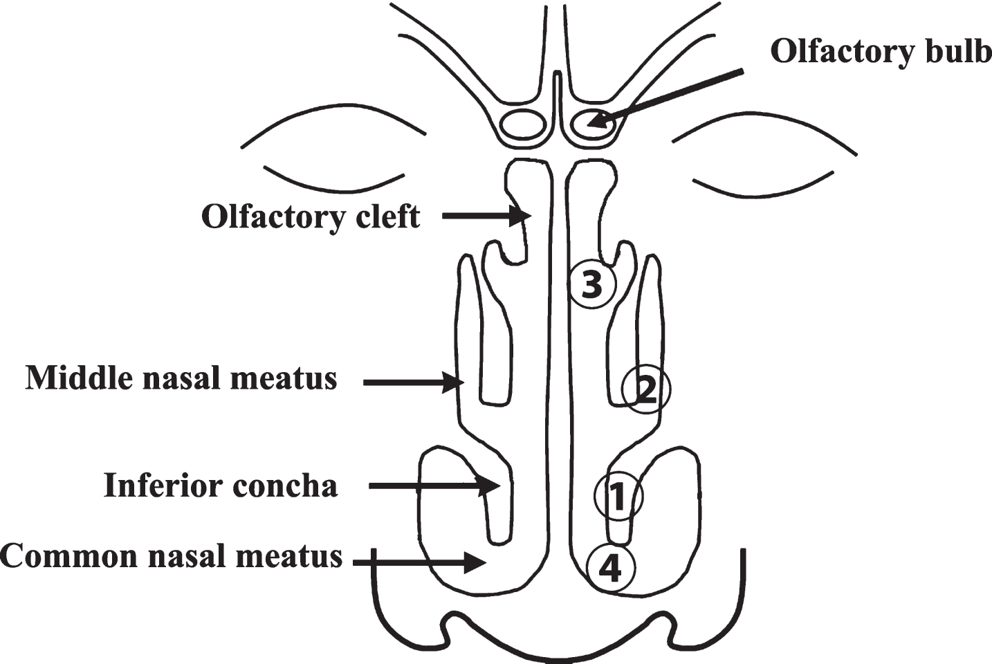 Anatomy of the nasal cavity. Nasal smears were taken from the inferior concha (1), middle nasal meatus (2), olfactory cleft (3), and common nasal meatus (4) in that order.