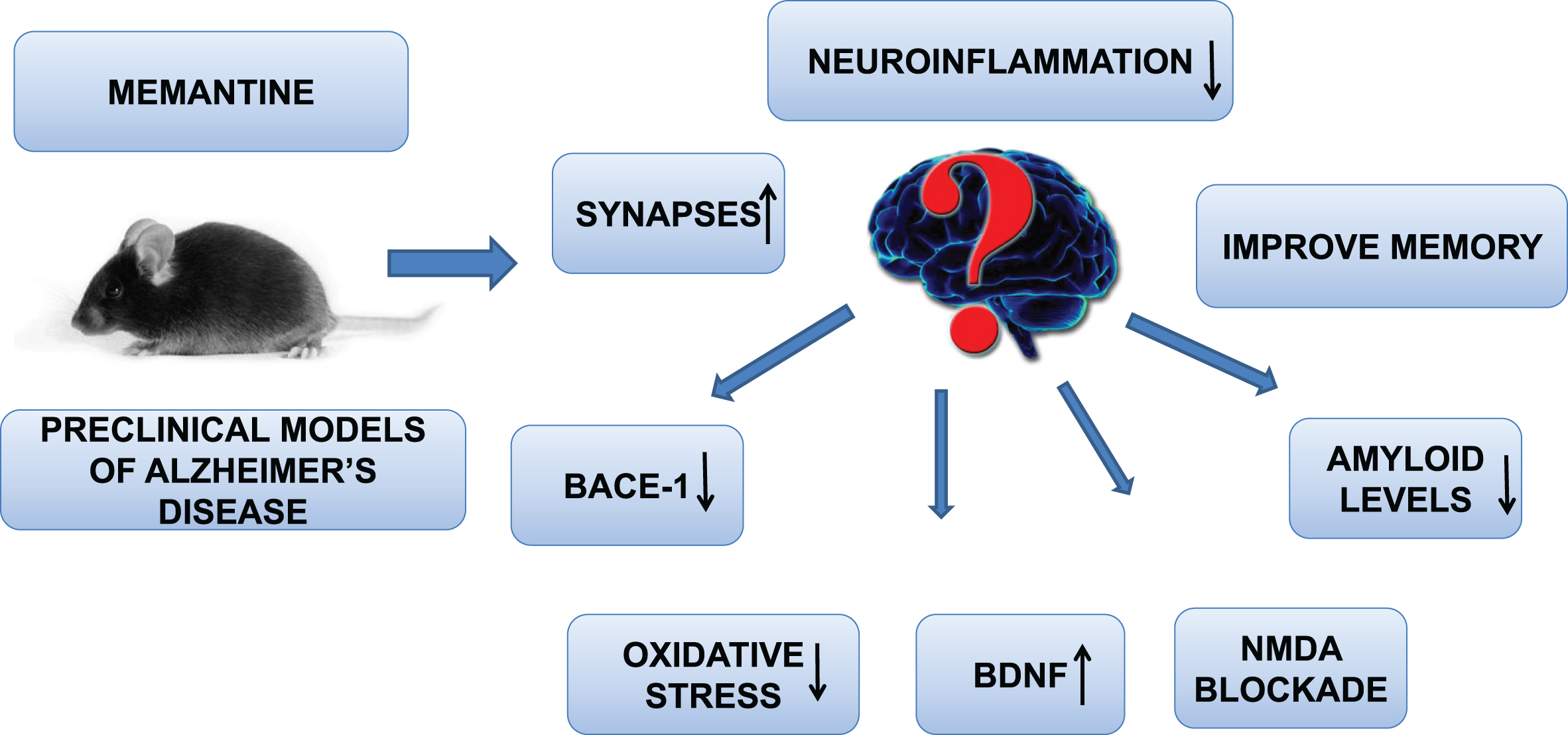 Memantine improve preclinical Alzheimer’s disease neuropathology though increasing BDNF levels, synapses, improving cognition, decreasing neuroinflammation, BACE-1 blockade, and NMDA receptor inhibition.