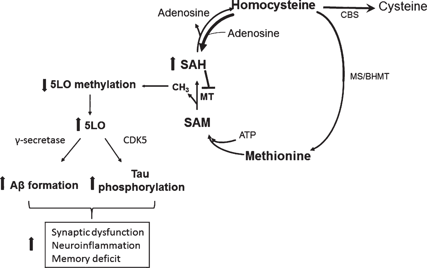 Effect of HHCY on AD pathogenesis through 5LO. In a condition of HHCY the resulting increase in SAH levels reduce 5LO promoter methylation, which then translates in its own activation and higher 5LO gene expression. Higher 5LO levels promote amyloid-β formation and tau phosphorylation through the γ-secretase and CDK5 pathways, respectively. These events ultimately result in synaptic dysfunction and pathology, neuroinflammation and memory deficit.