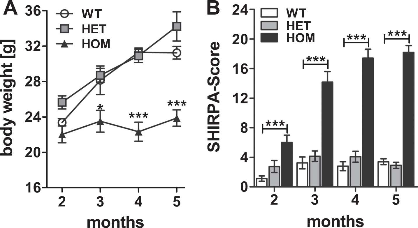 Weight gain and phenotype assessment of wild type (WT), heterozygous (HET), and homozygous (HOM) TBA2.1 mice. The weight gain of HOM mice was reduced from 2 to 5 months compared to HET and WT mice (A). Phenotype assessment using the SHIRPA test battery revealed a bold phenotype of HOM TBA2.1 mice starting already at 2 months of age (B). Data is presented as mean±SEM; *p < 0.05 and ***p < 0.001 versus WT.