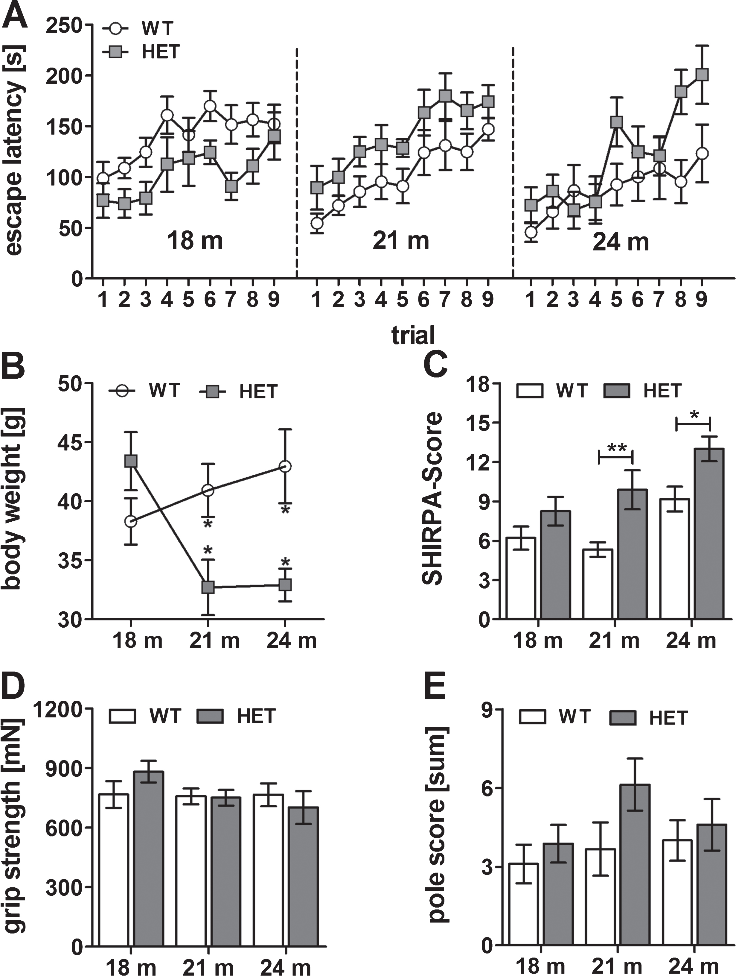 Motor behavior of wild type (WT) and heterozygous (HET) mice at 18, 21, and 24 months of age. Rotarod performance was equal among WT and HET at all ages (A). Phenotype assessment using SHIRPA test battery showed a minor motor phenotype in heterozygous mice at 21 and 24 months of age (C) while the body weight was also reduced at the same age (B). The grip strength (D) and performance in the pole test (E) were not impaired at any age. Data is represented as mean±SEM and *p < 0.05.