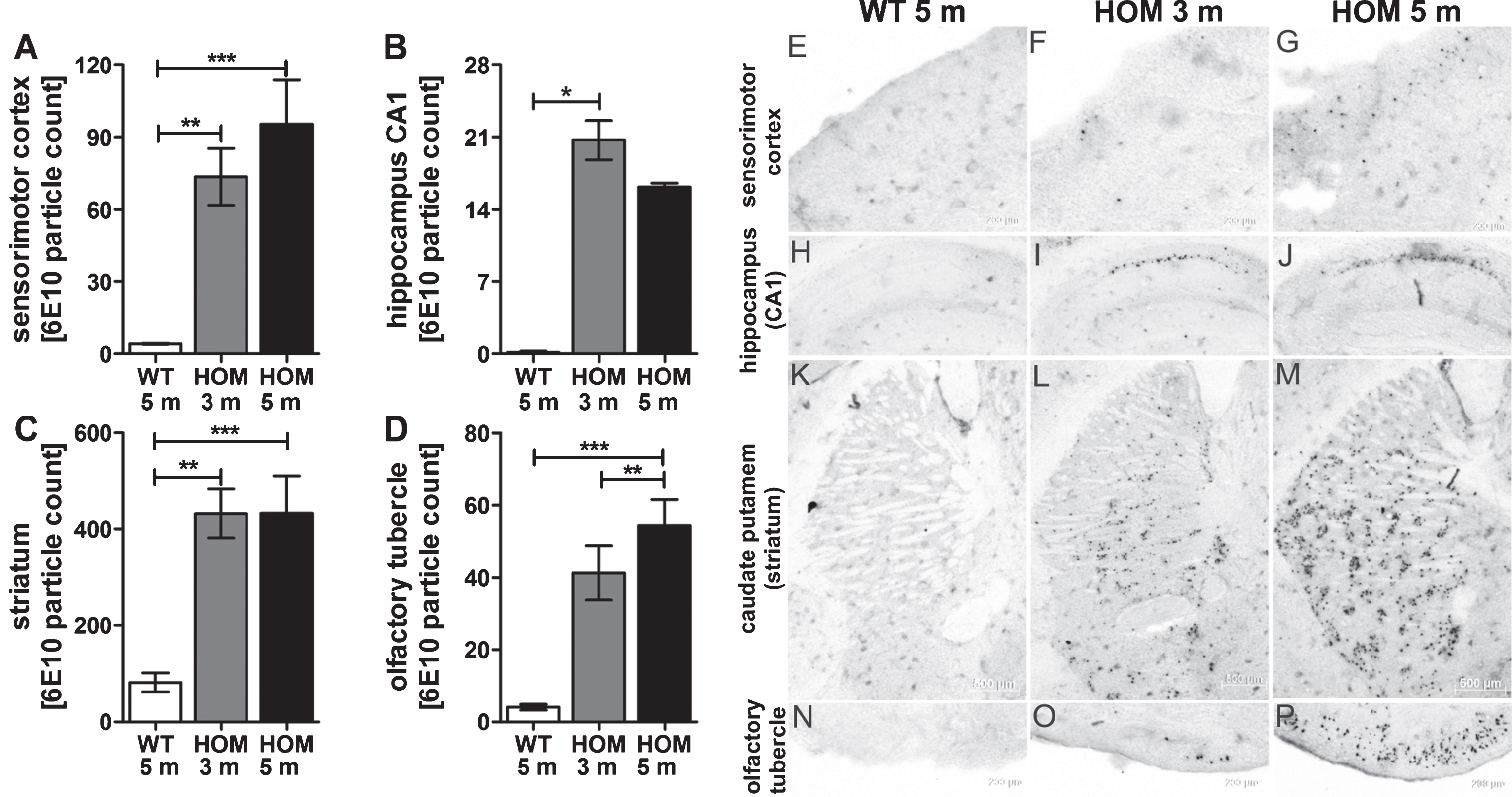 Aβ aggregates in wild type (WT), and 3 and 5 months old homozygous (HOM) TBA2.1 mice. Aβ particles were visualized by 6E10 staining in wild type (WT), and 3 and 5 months old homozygous (HOM) TBA2.1 mice. Aβ particles were quantified in different brain regions (A, N-P: olfactory tubercle, B, K-M: caudate putamen (striatum), C, E-G: sensorimotor area (cortex), D, H-J: CA1 region (hippocampus)). Data is presented as mean±SEM; *p < 0.05, **p < 0.01, and ***p < 0.001.