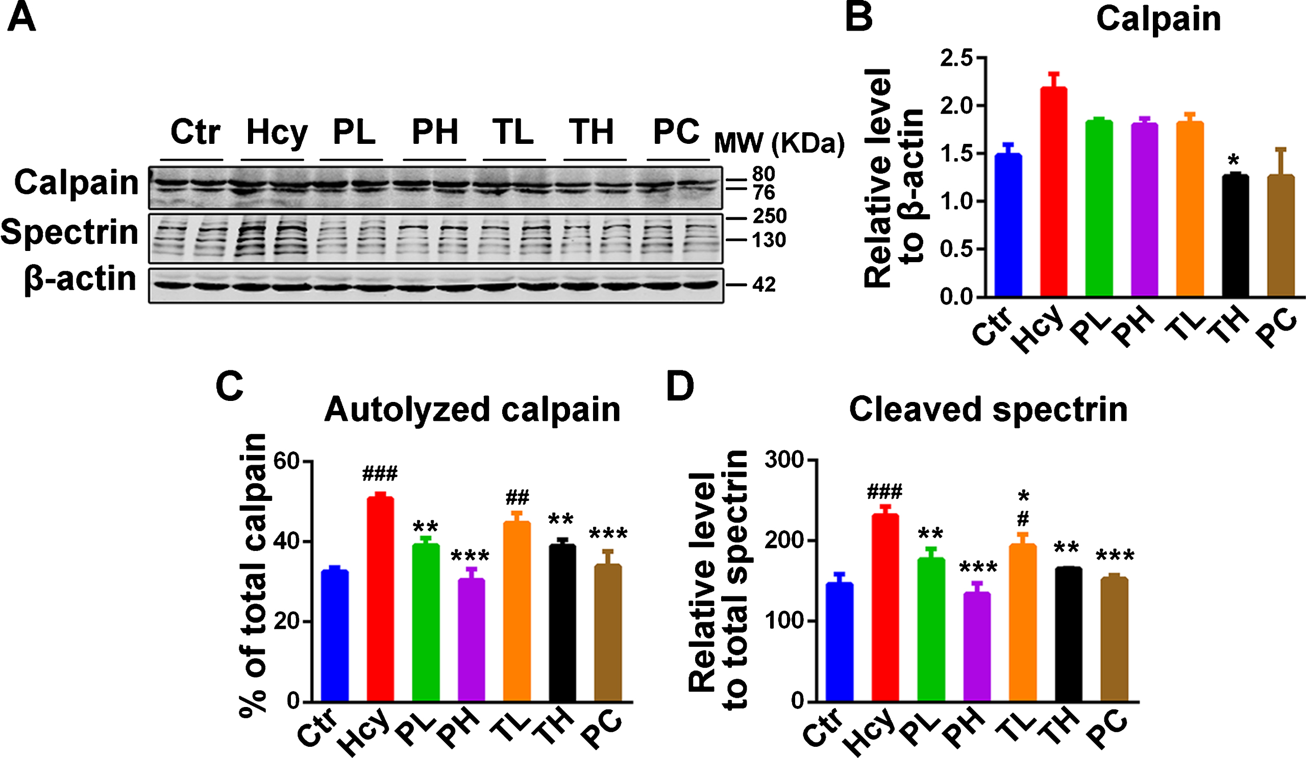 MO treatment attenuated the increase in calpain activity due to HHcy. A) Western blotting of total calpain and its cleaved substrate spectrin. The increased cleaved spectrin as measure of calpain activity was reduced by MO treatments. B-D) Quantification of western blots, calpain was normalized to β-actin and cleaved spectrin to total spectrin. The data were expressed as mean±SD (n = 6). #p < 0.05, # #p < 0.01, # # #p < 0.001 versus control; *p < 0.05, **p < 0.01, ***p < 0.001 versus Hcy.