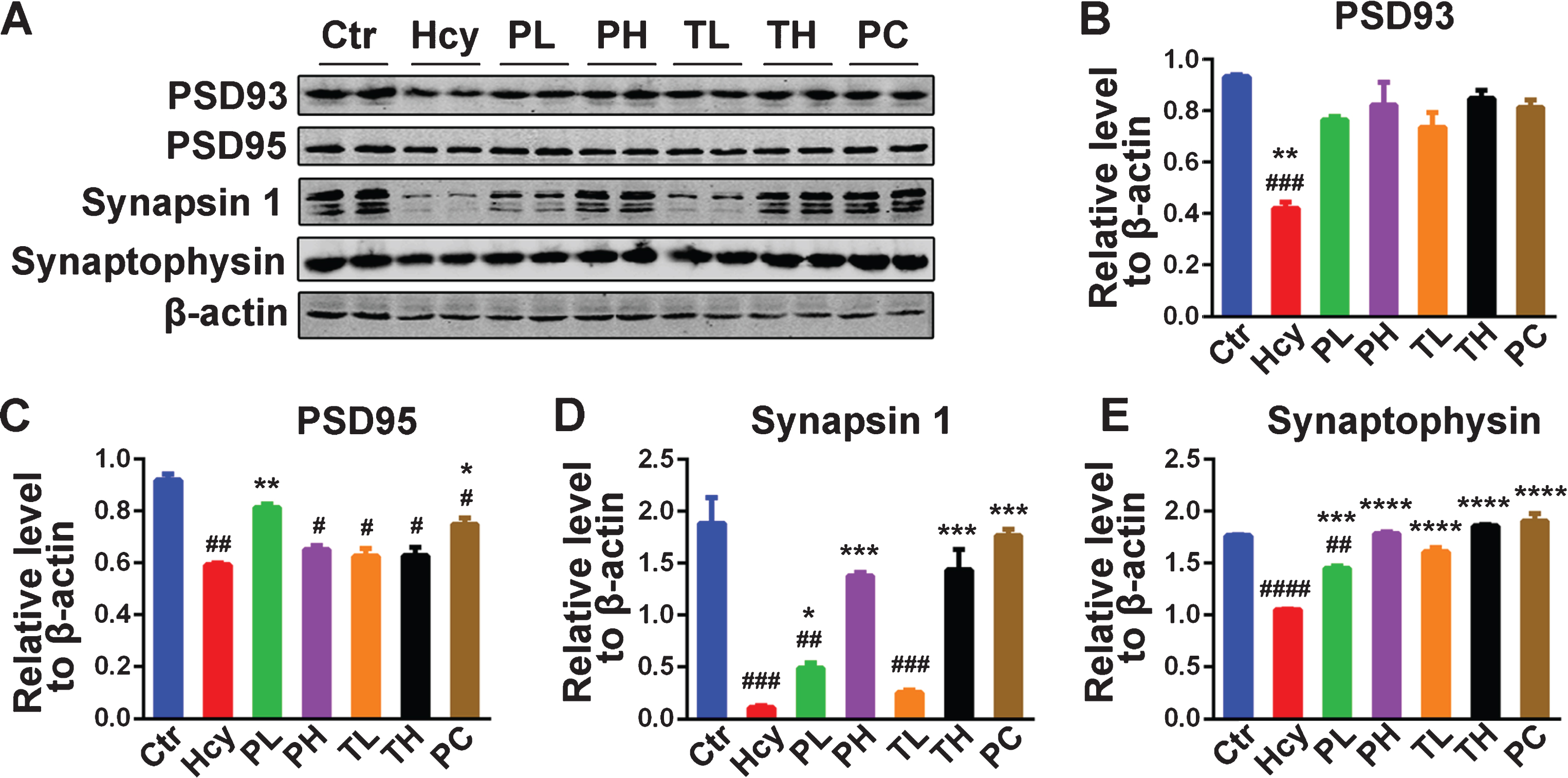 MO recovered memory-related proteins levels. A) Levels of PSD93, PSD95, Synapsin 1 and Synaptophysin were detected by western blotting in the hippocampus and β-actin was used as loading control. B-E) Quantitative analysis of the blots showed that Hcy dramatically decreased the expression of these synaptic proteins in the hippocampus and either preventive or curative treatment with MO reversed these effects. The data were expressed as mean±SD (n = 6). #p < 0.05, # #p < 0.01, # # #p < 0.001, # # # #p < 0.0001 versus control; *p < 0.05, **p < 0.01, ***p < 0.001, ****p < 0.0001 versus Hcy.