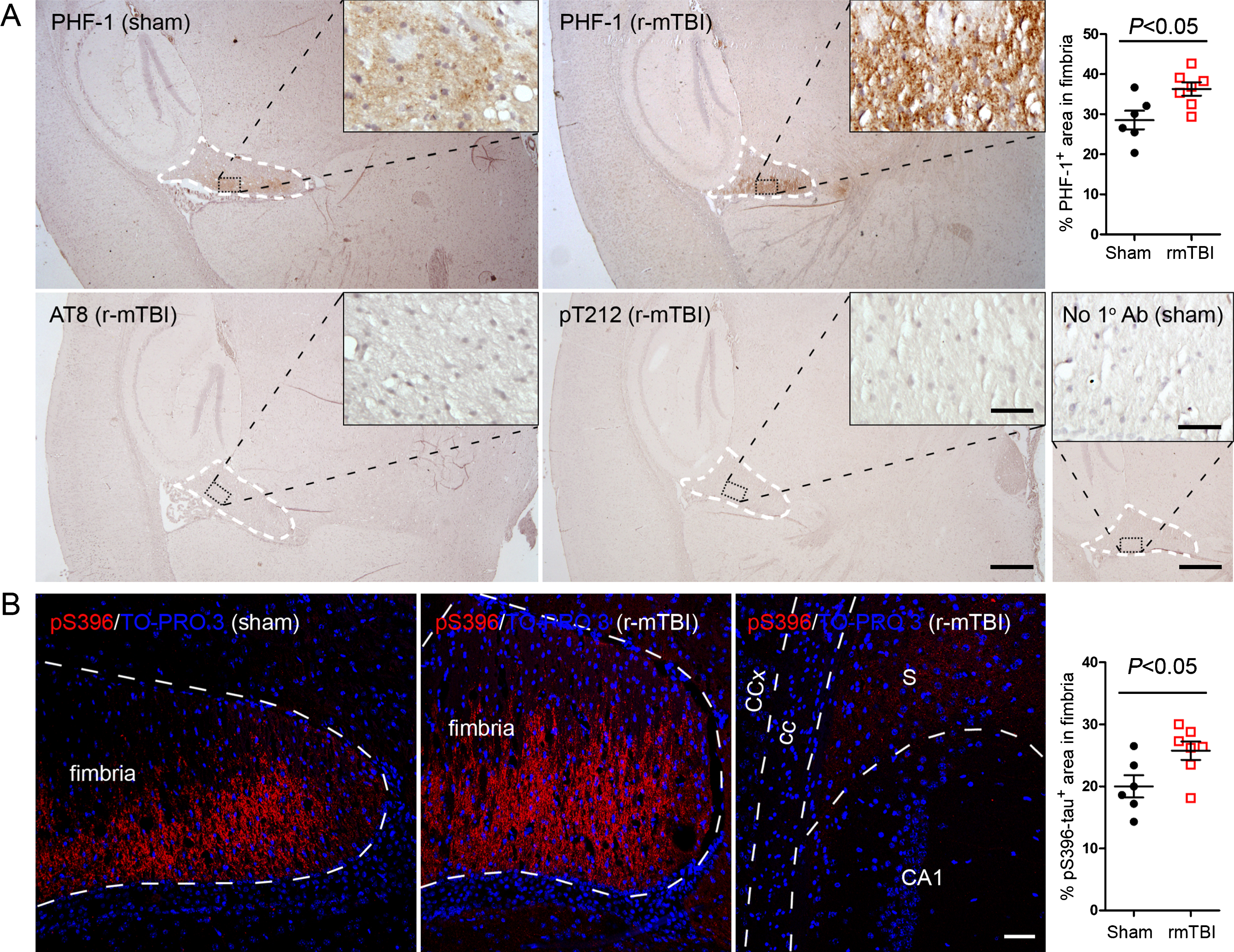 Tau is hyperphosphorylated in fimbria of the hippocampus in 3xTg-AD mice after r-mTBI. A) Representative images showing immunohistochemical staining of sagittal brain sections with antibodies PHF-1, AT8 (pSer202/pThr205) or anti-pThr212-tau. Fimbria showed easily visible PHF-1 immunoreactivity, and quantification revealed significantly more immunoreactivity in r-mTBI group than sham control group. No staining was detected by AT8 or anti-pThr212-tau. No primary antibody control for PHF-1 staining exhibited no staining. B) Immunofluorescence staining with anti-pSer396-tau. Immunoreactivity was mostly seen in fimbria, though subiculum also showed sparse staining. In addition, quantification which was performed by using images taken with a 20× objective lens showed more immunoreactivity in fimbria in r-mTBI group than in sham controls. Data are expressed as scattered dot plots with mean±SEM (n = 6-7 mice/group) and analyzed with unpaired Student t test. Scale bar = 500μm (A), 50μm (insert and B).