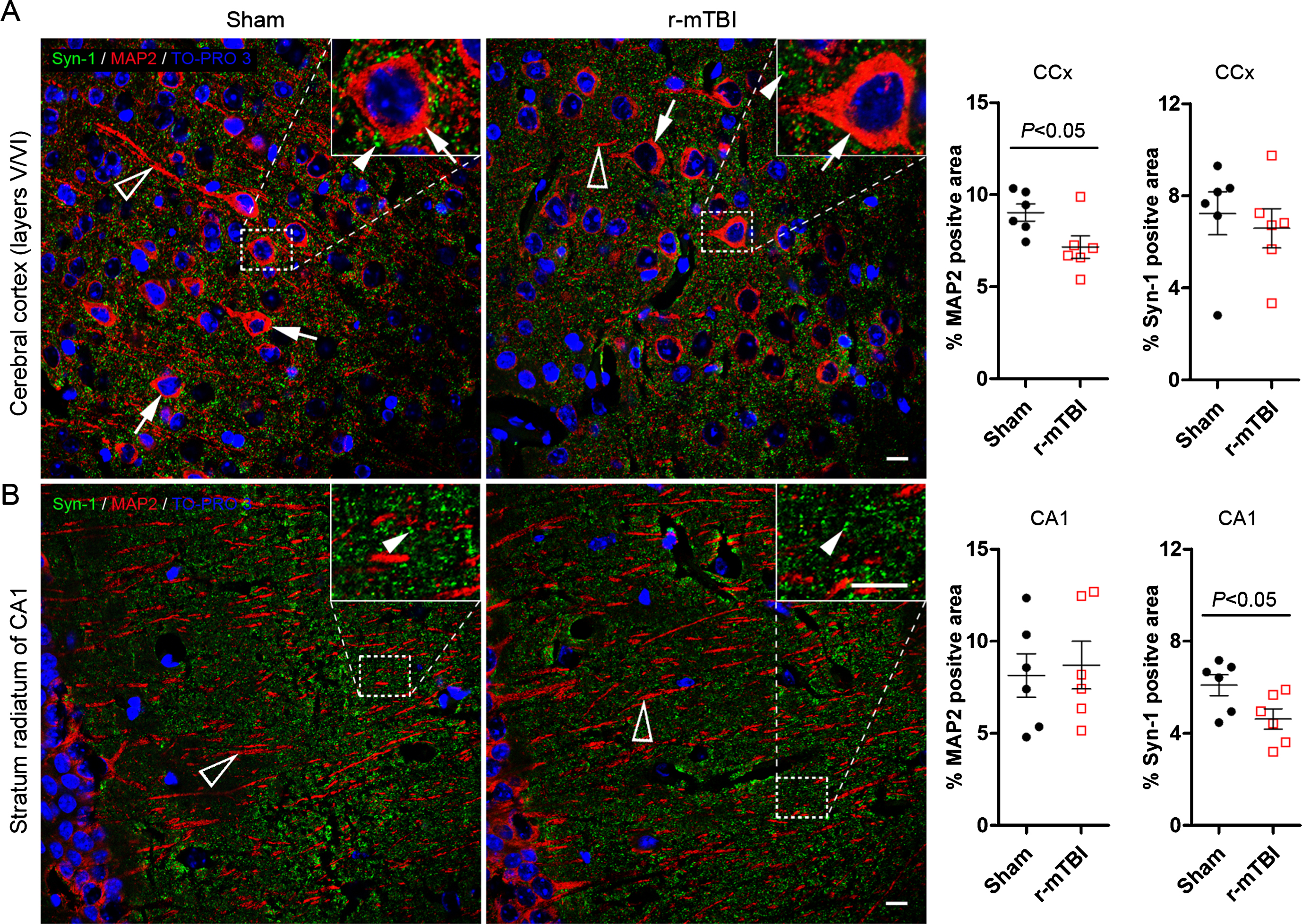 Repetitive mild TBI induces dendritic and synaptic degeneration in 3xTg-AD mice. Brain sections were double immunofluorescent stained for microtubule-associated protein 2 (MAP2) and synapsin-1 (Syn-1), as somatodendritic and presynaptic markers, respectively. Representative photomicrographs show the staining and quantification in cerebral cortex (A) and the striatum radiatum of hippocampal CA1 subfield (B). Data are expressed as scattered dot plots with mean±SEM (n = 6-7 mice/group) and analyzed with unpaired Student t test. Scale bar = 10μm for all.
